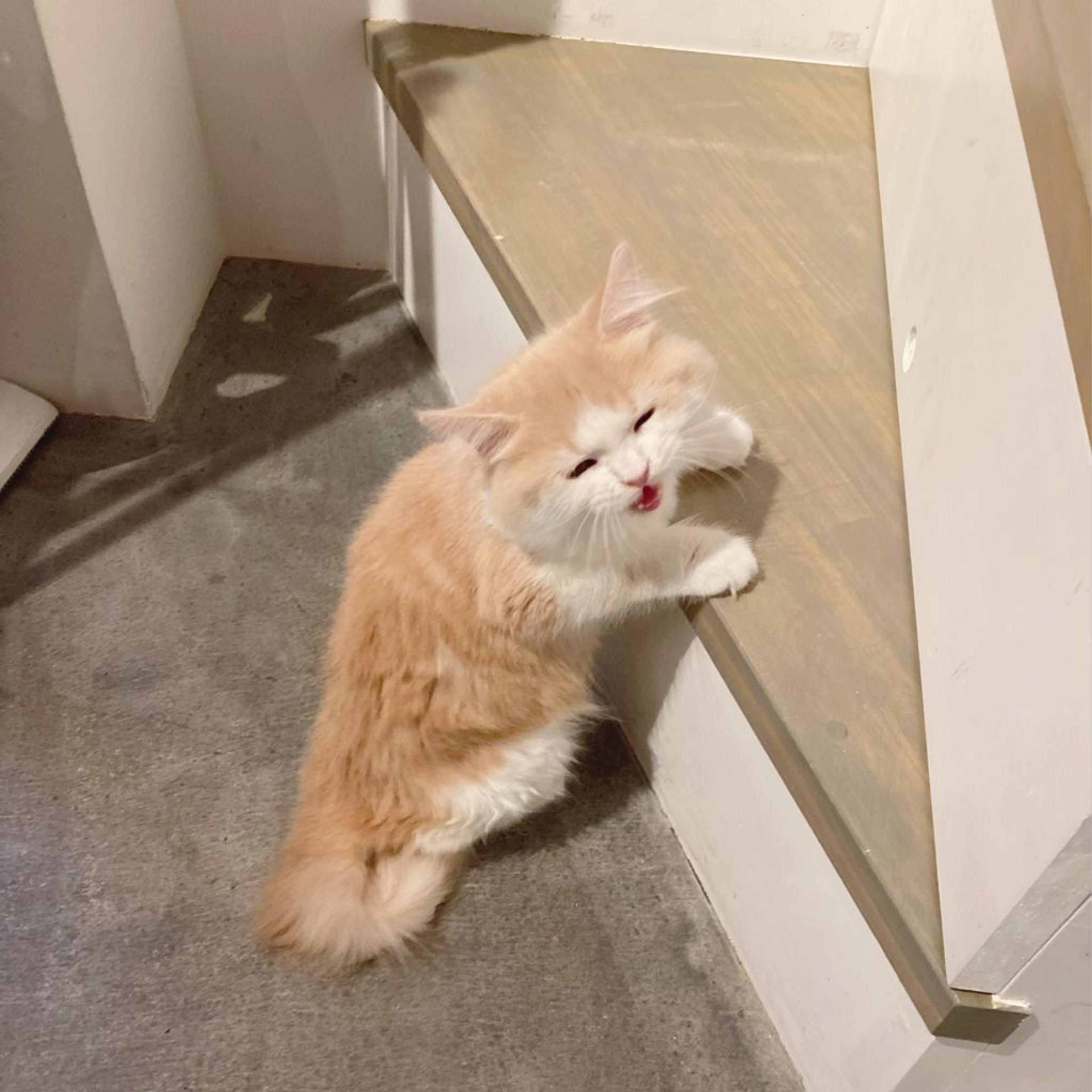 pet-image-4