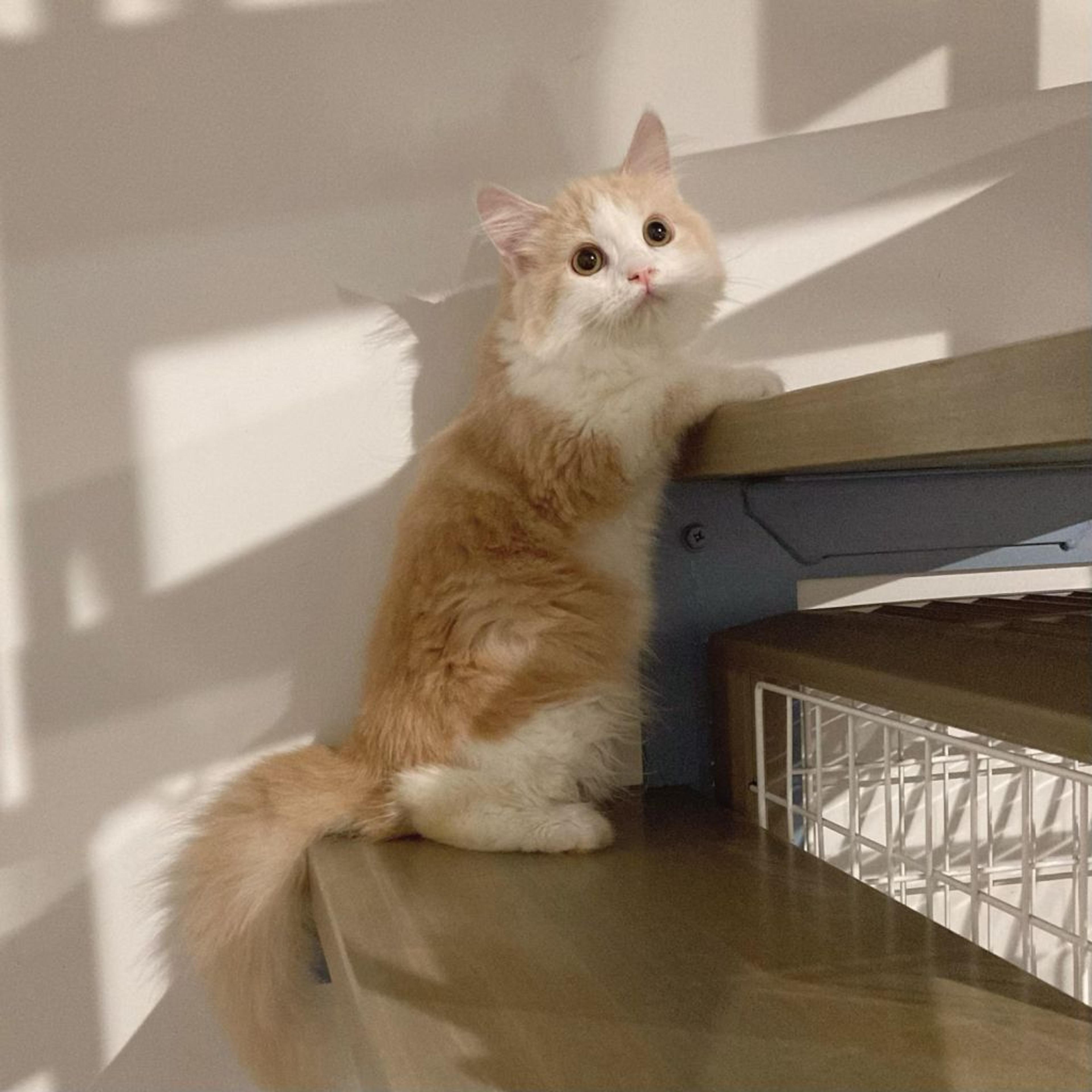 pet-image-5