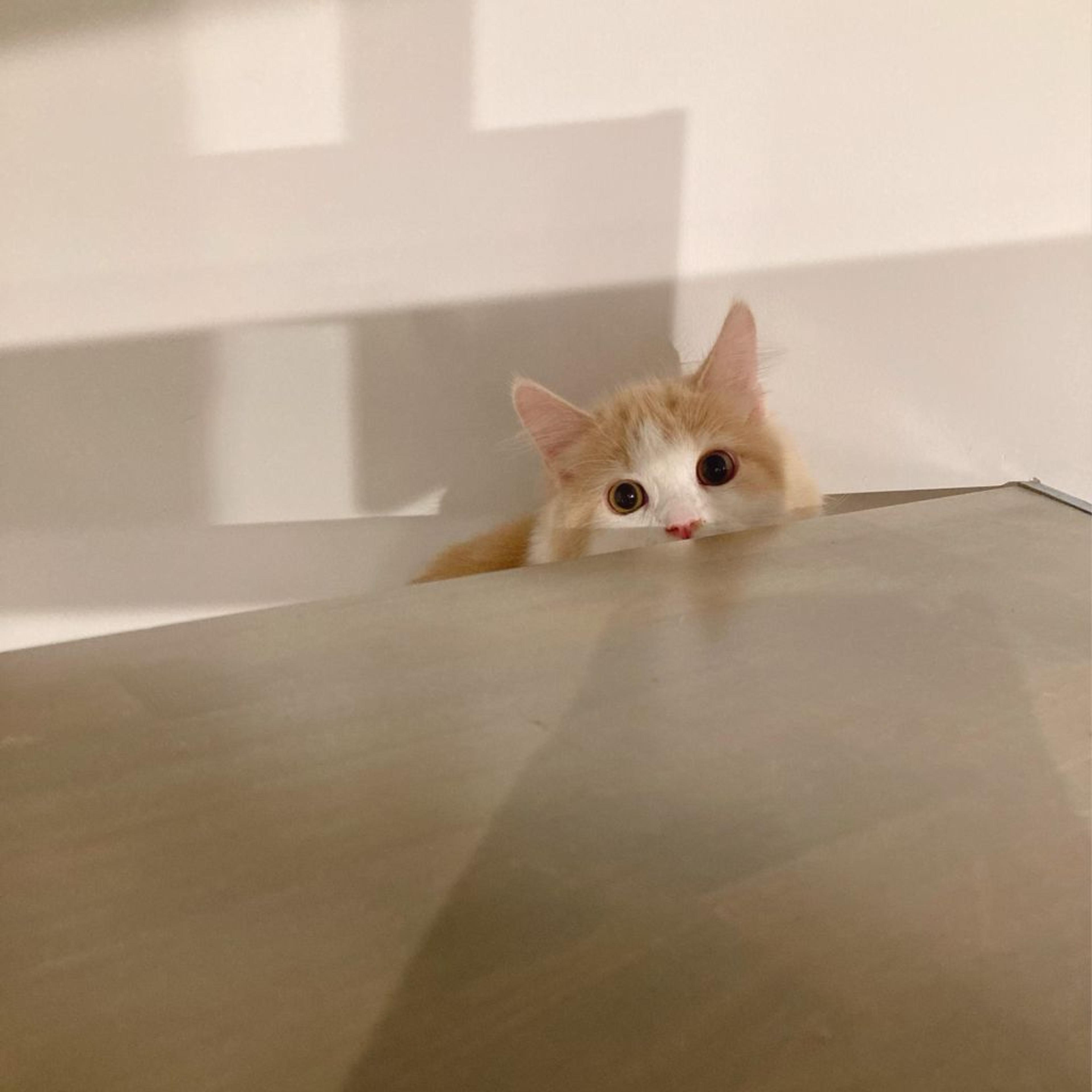 pet-image-6