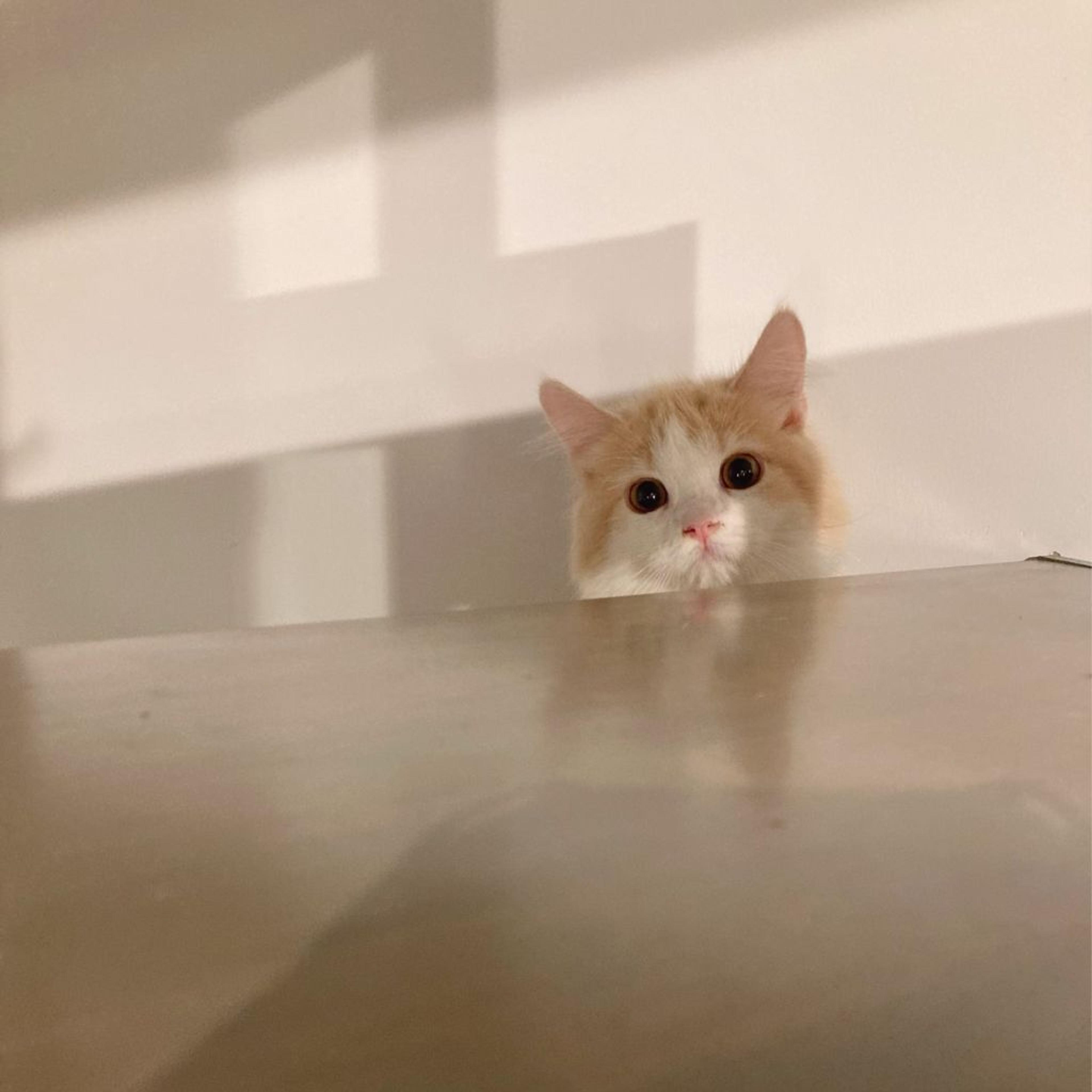 pet-image-7