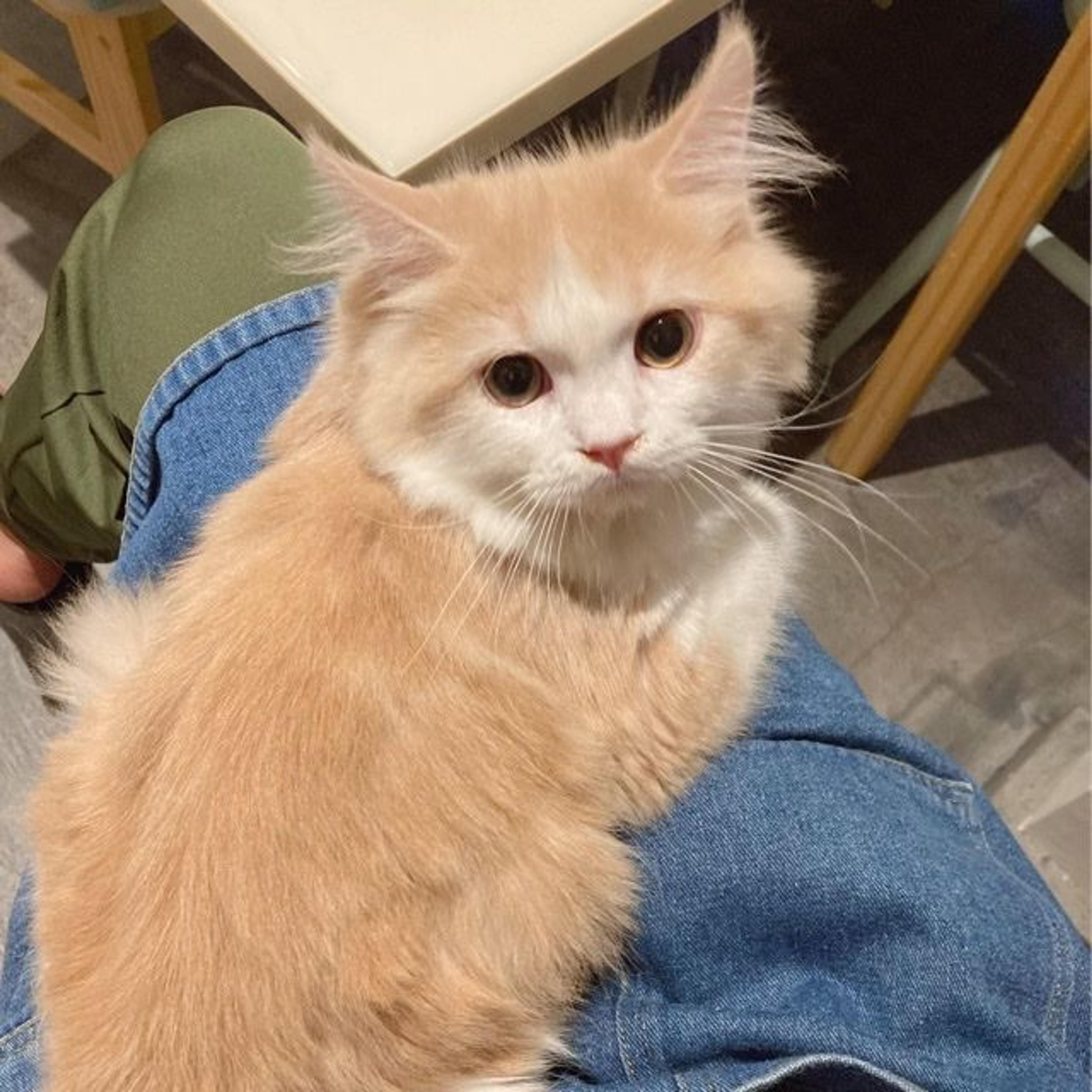 pet-image-8