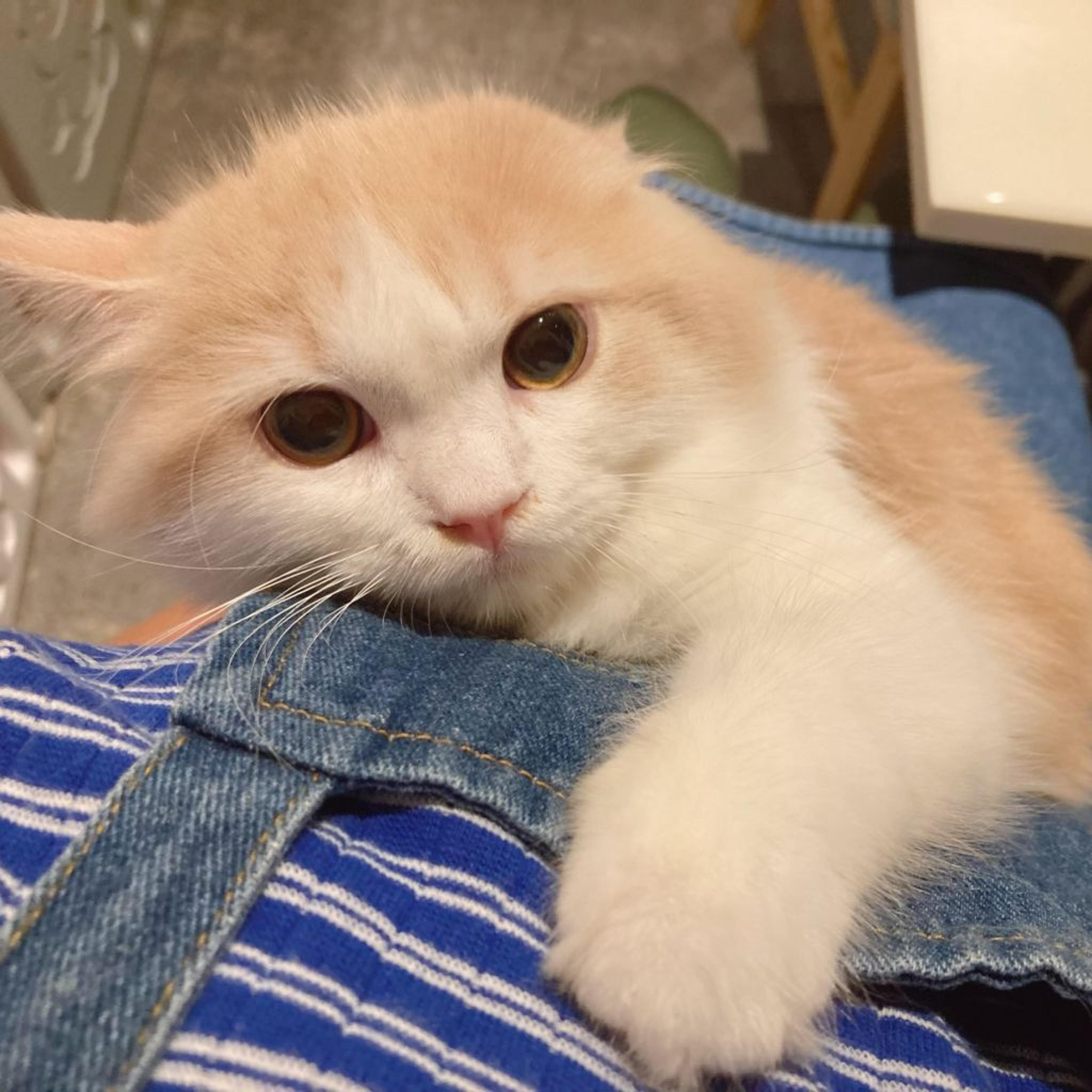 pet-image-9