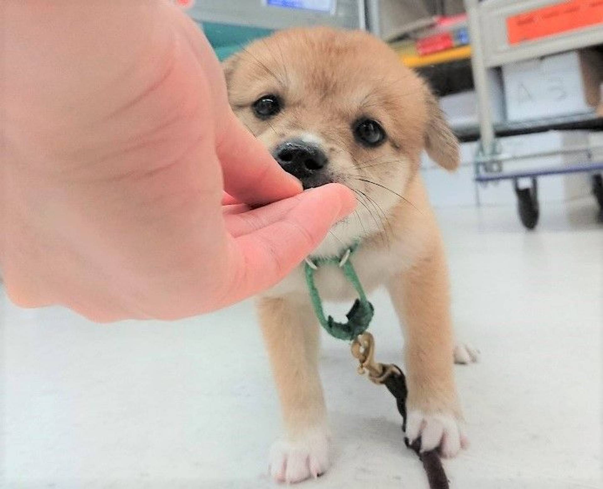 雑種（ミックス犬）・メスの里親募集の写真