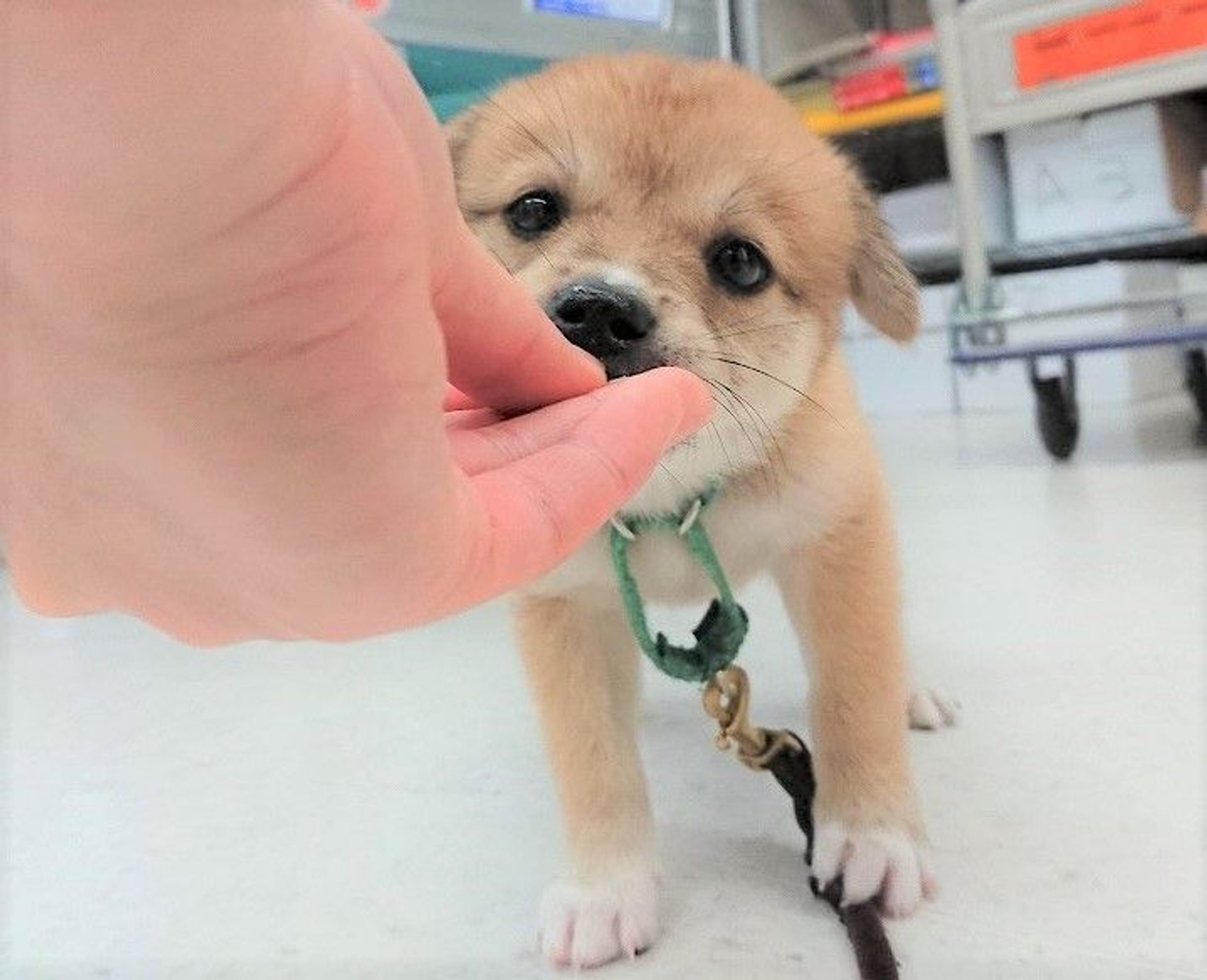 雑種（ミックス犬）・メスの里親募集の写真