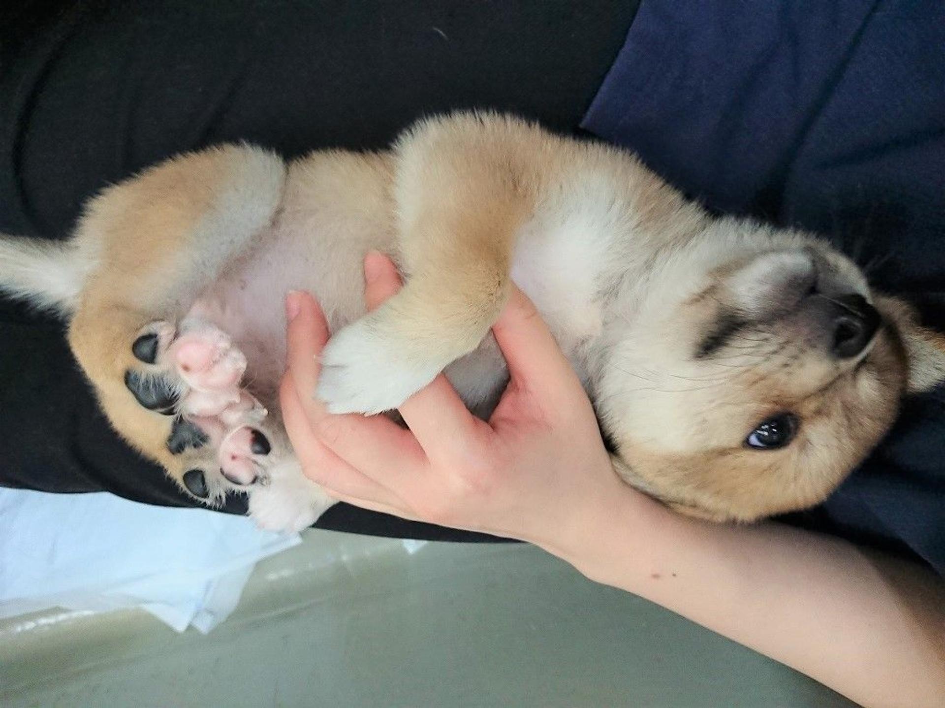 pet-image-4