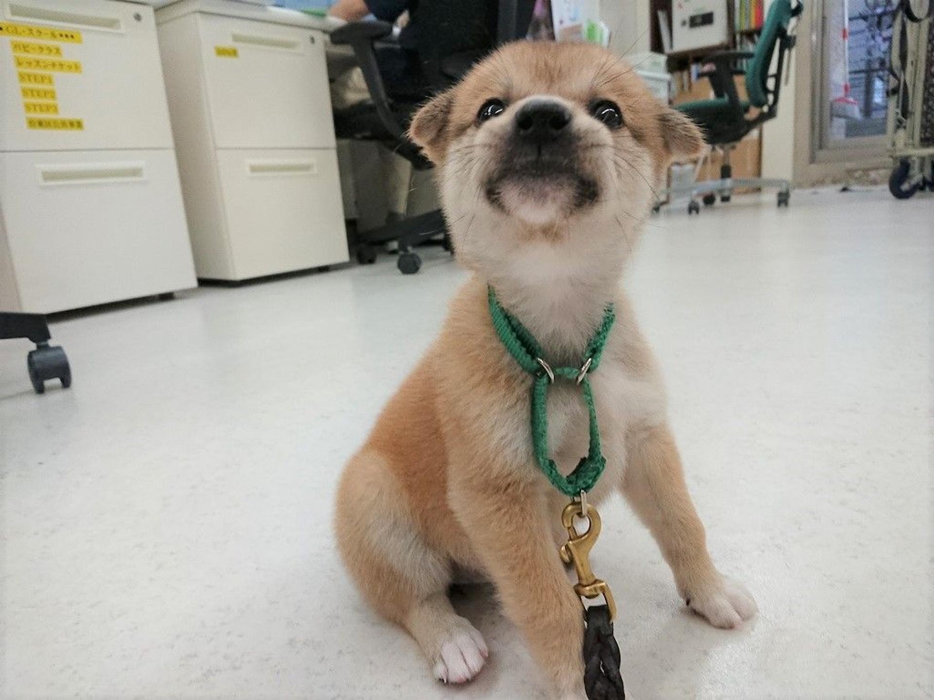 pet-image-6