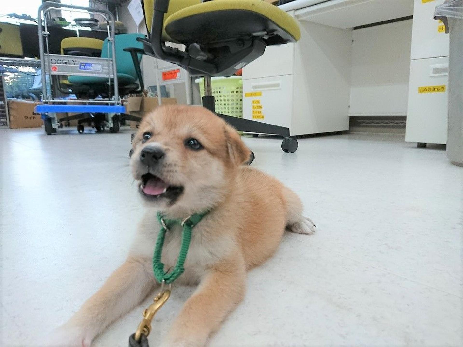 pet-image-7