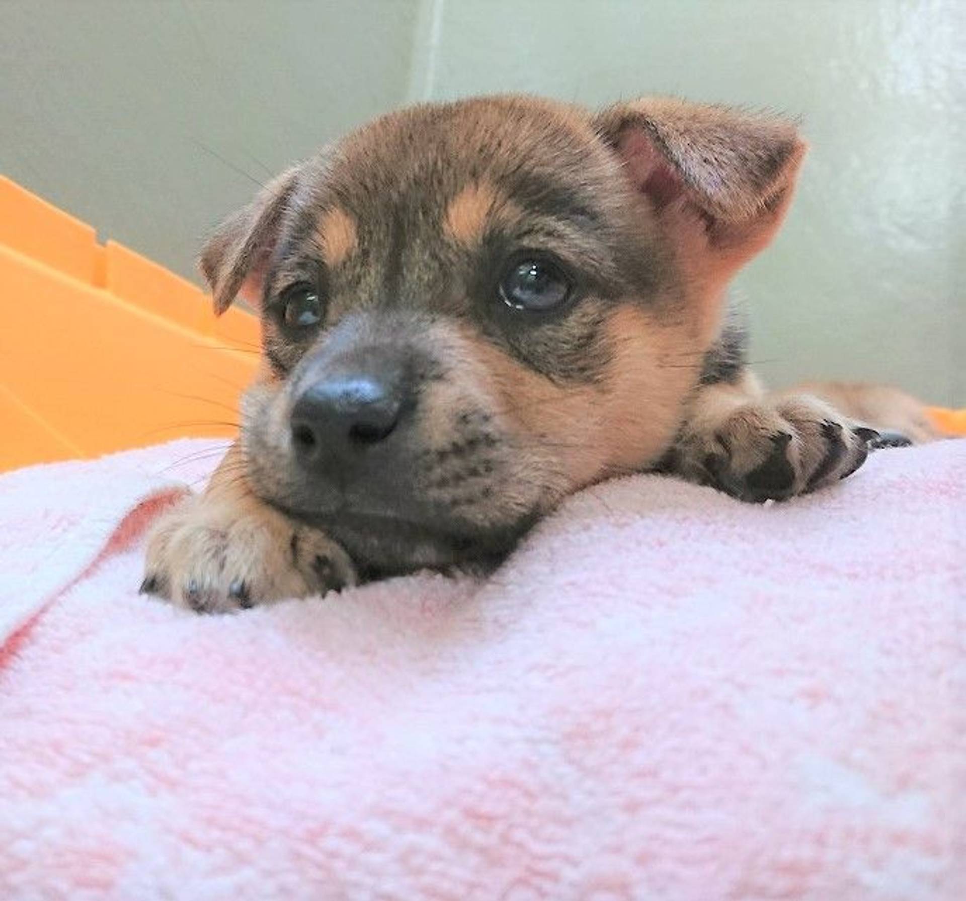 雑種（ミックス犬）・メスの里親募集の写真