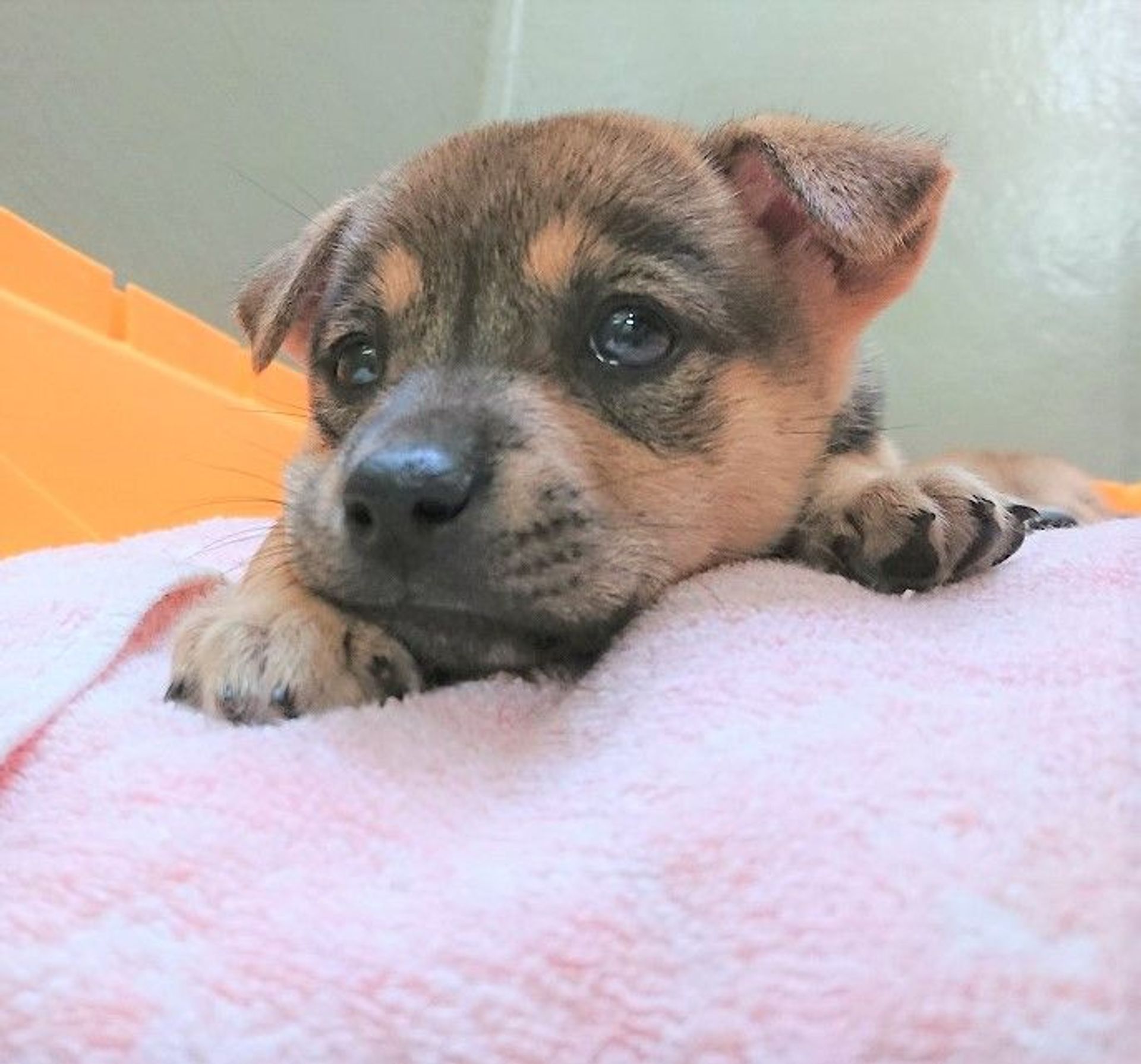 雑種（ミックス犬）・メスの里親募集の写真