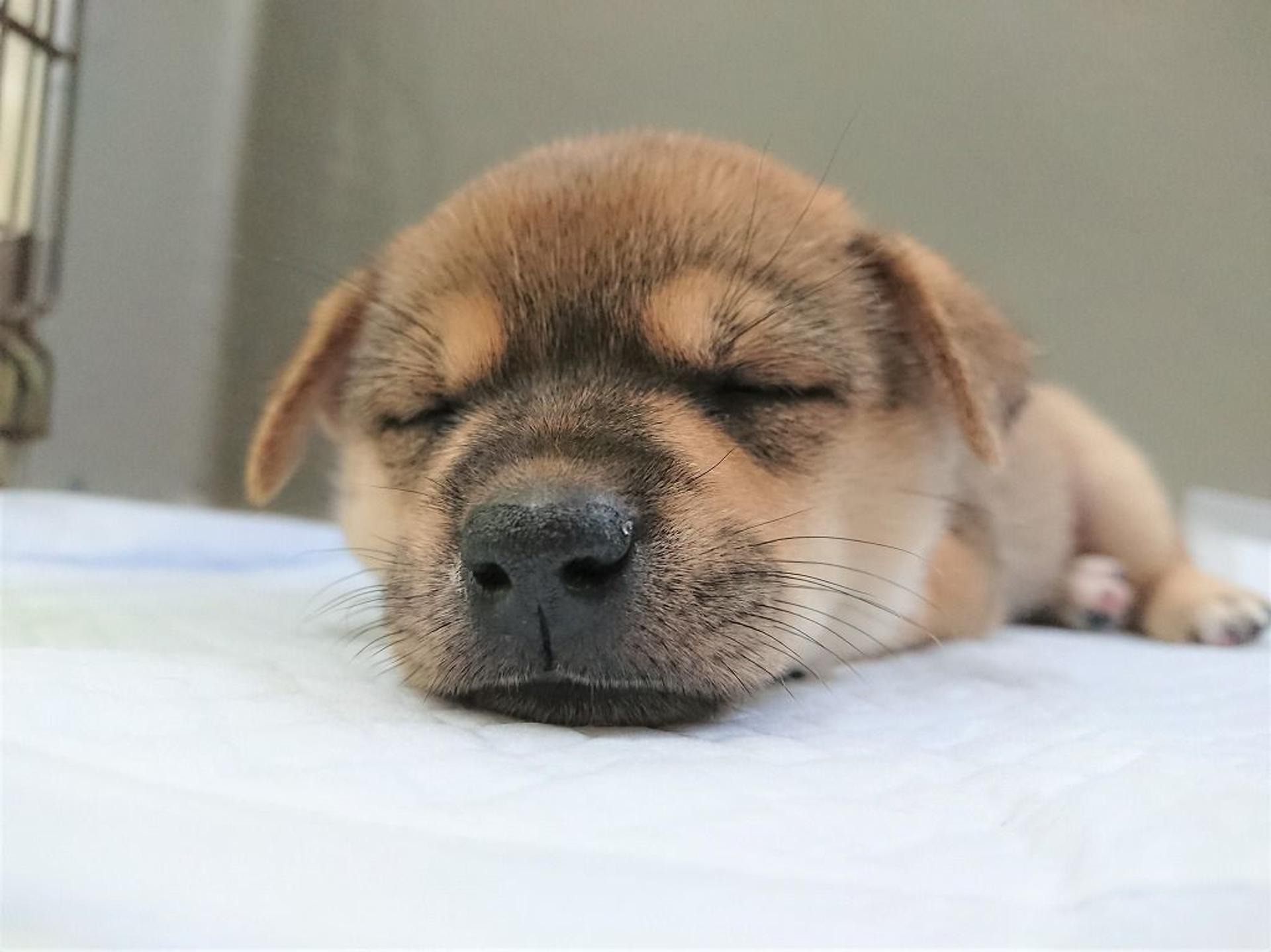 pet-image-8