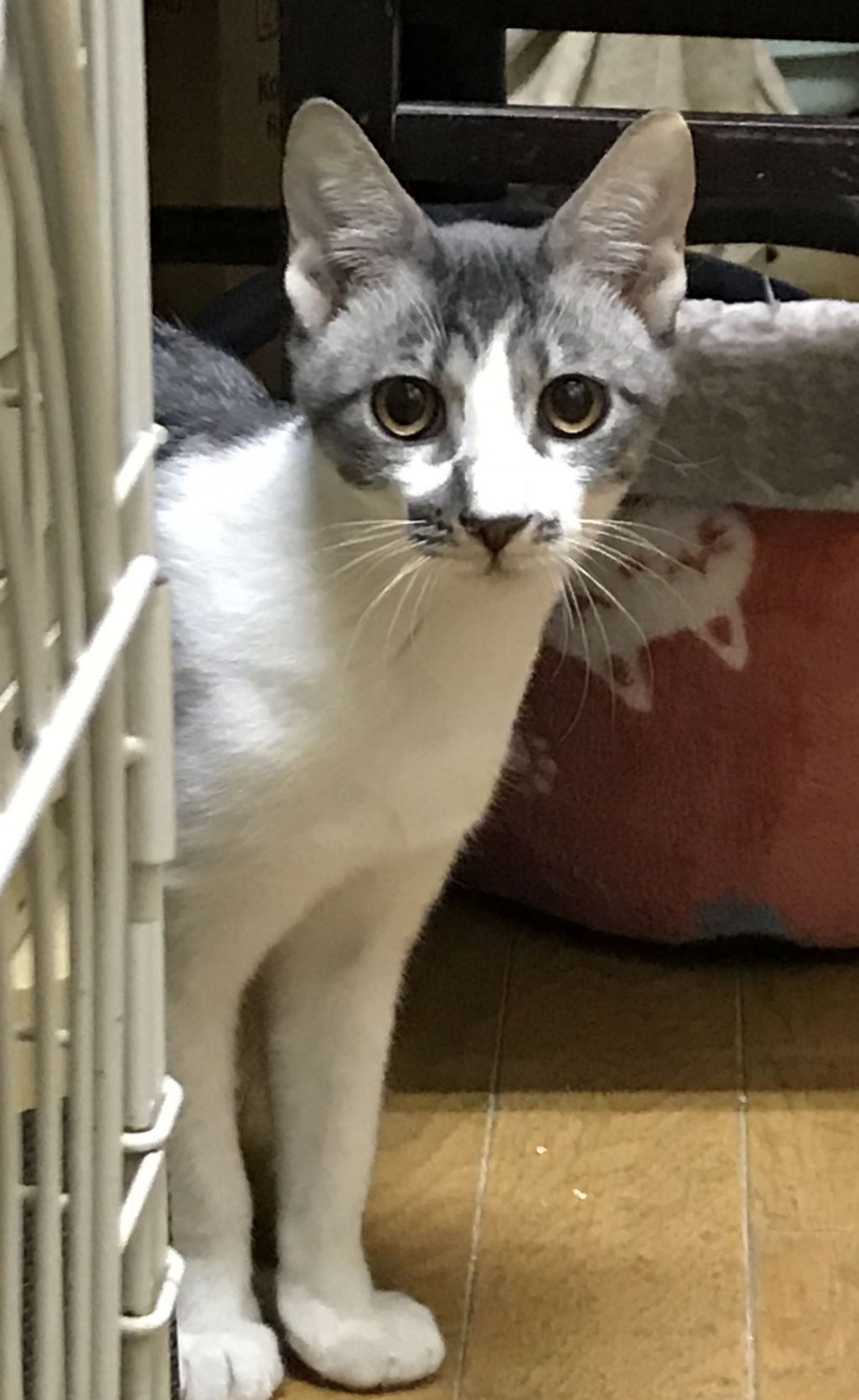 雑種（ミックス猫）・オスの里親募集の写真