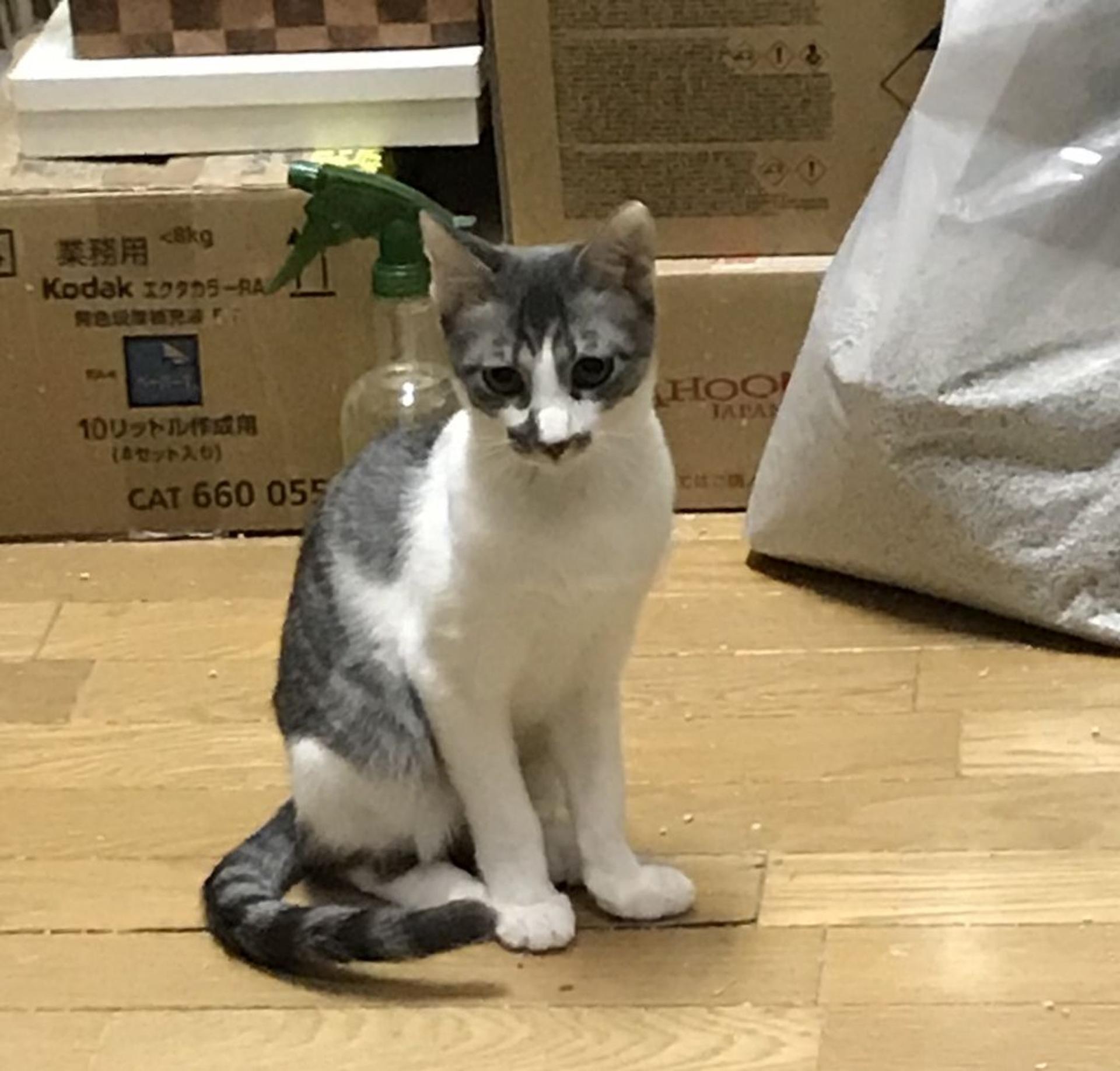 pet-image-2