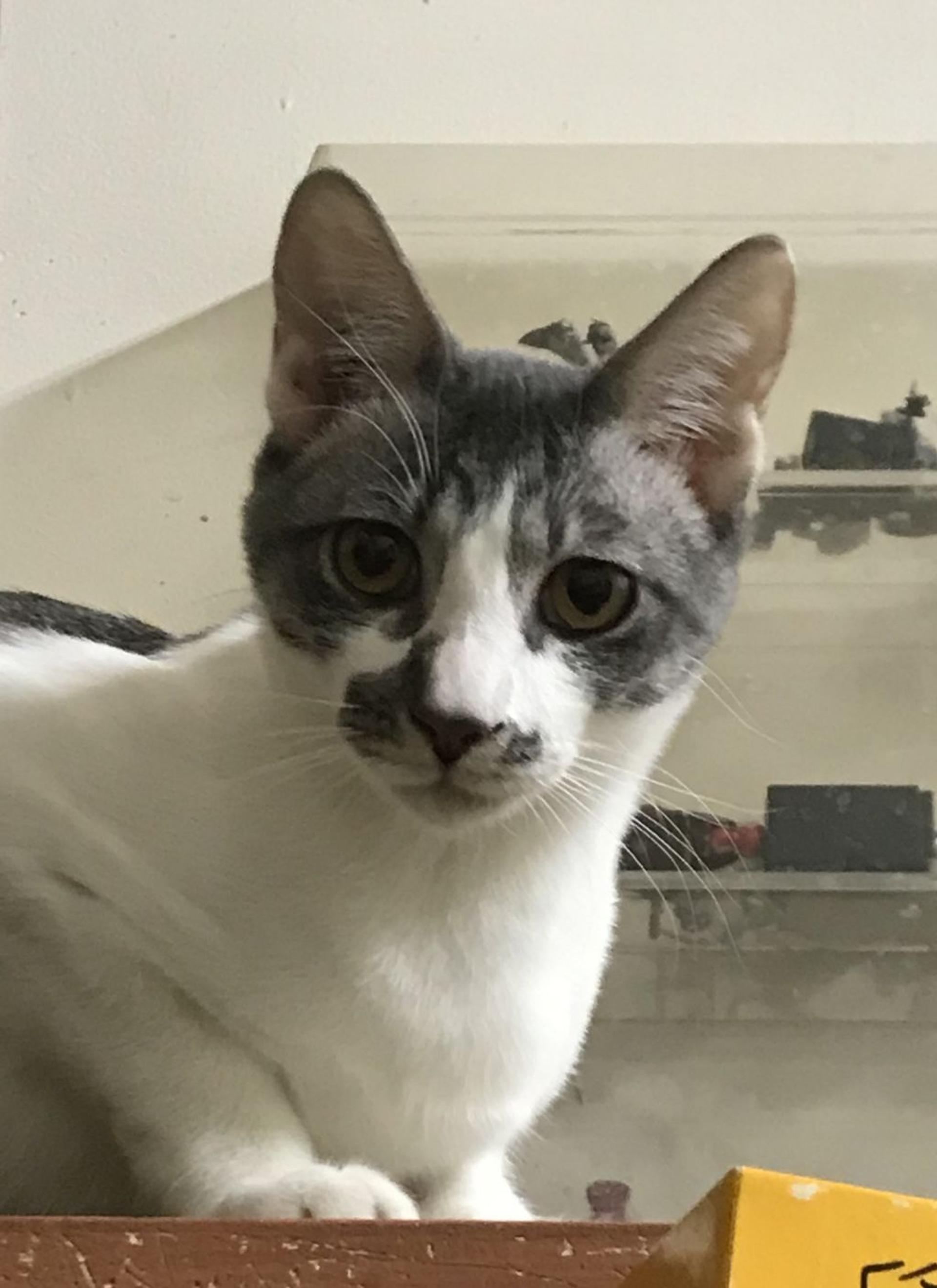 pet-image-3