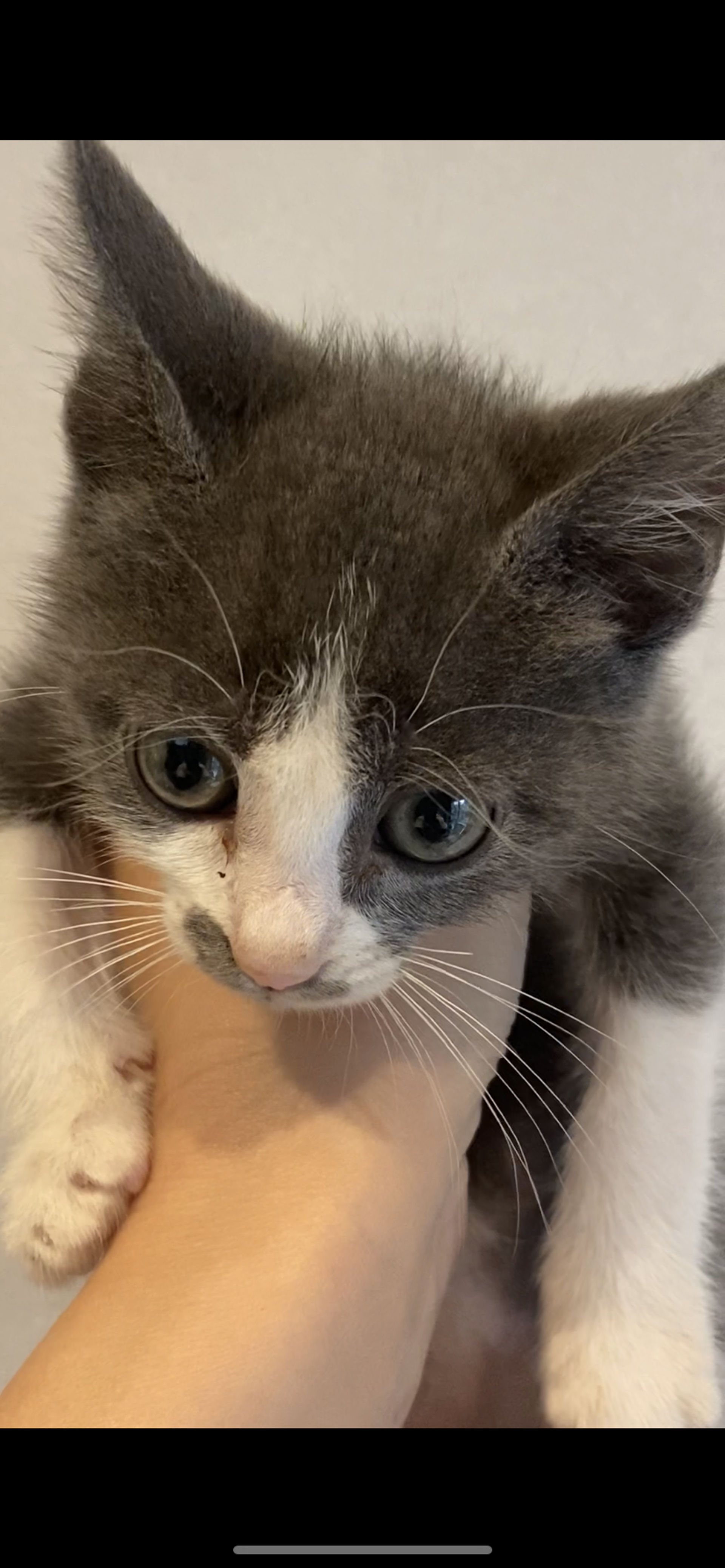 雑種（ミックス猫）・メスの里親募集の写真