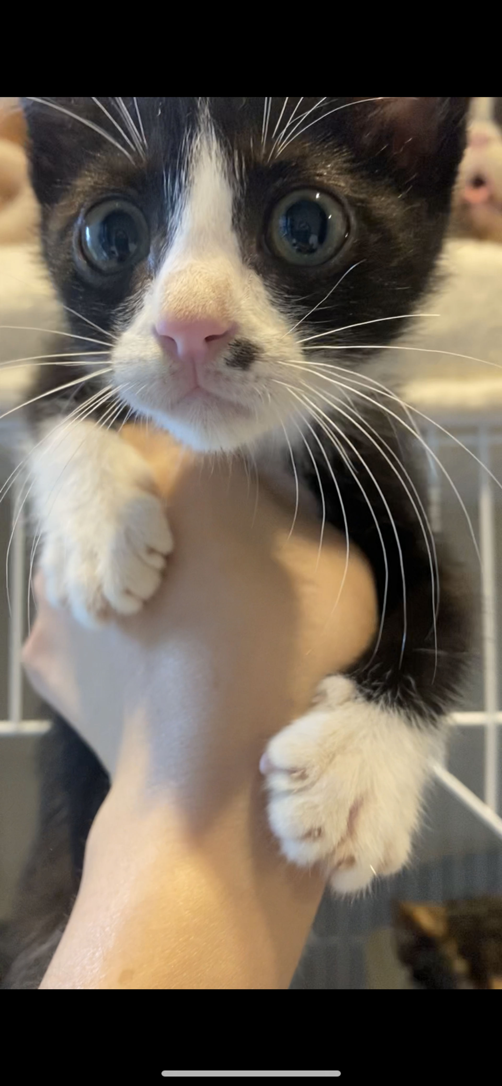 雑種（ミックス猫）・オスの里親募集の写真