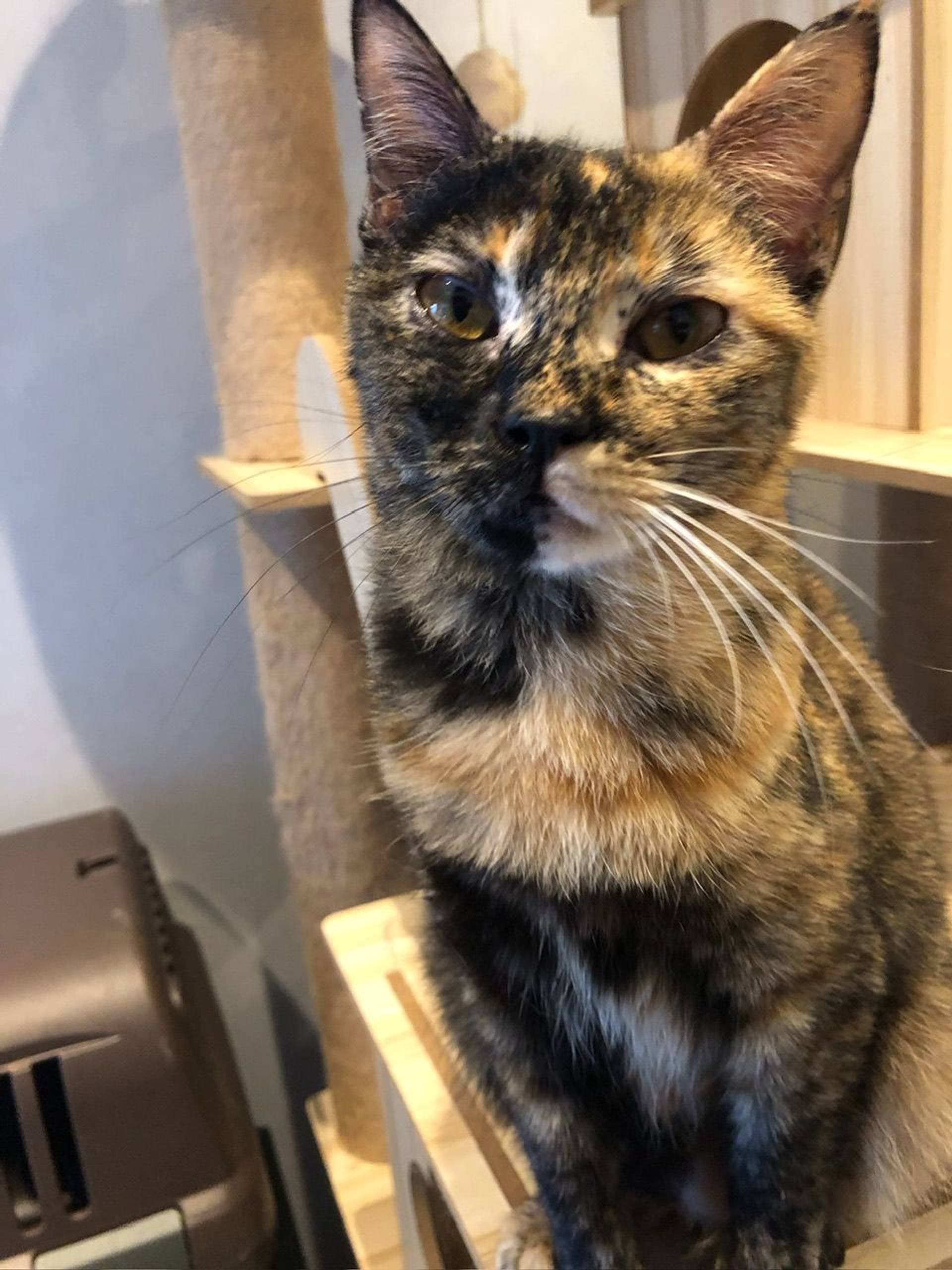 雑種（ミックス猫）・メスの里親募集の写真