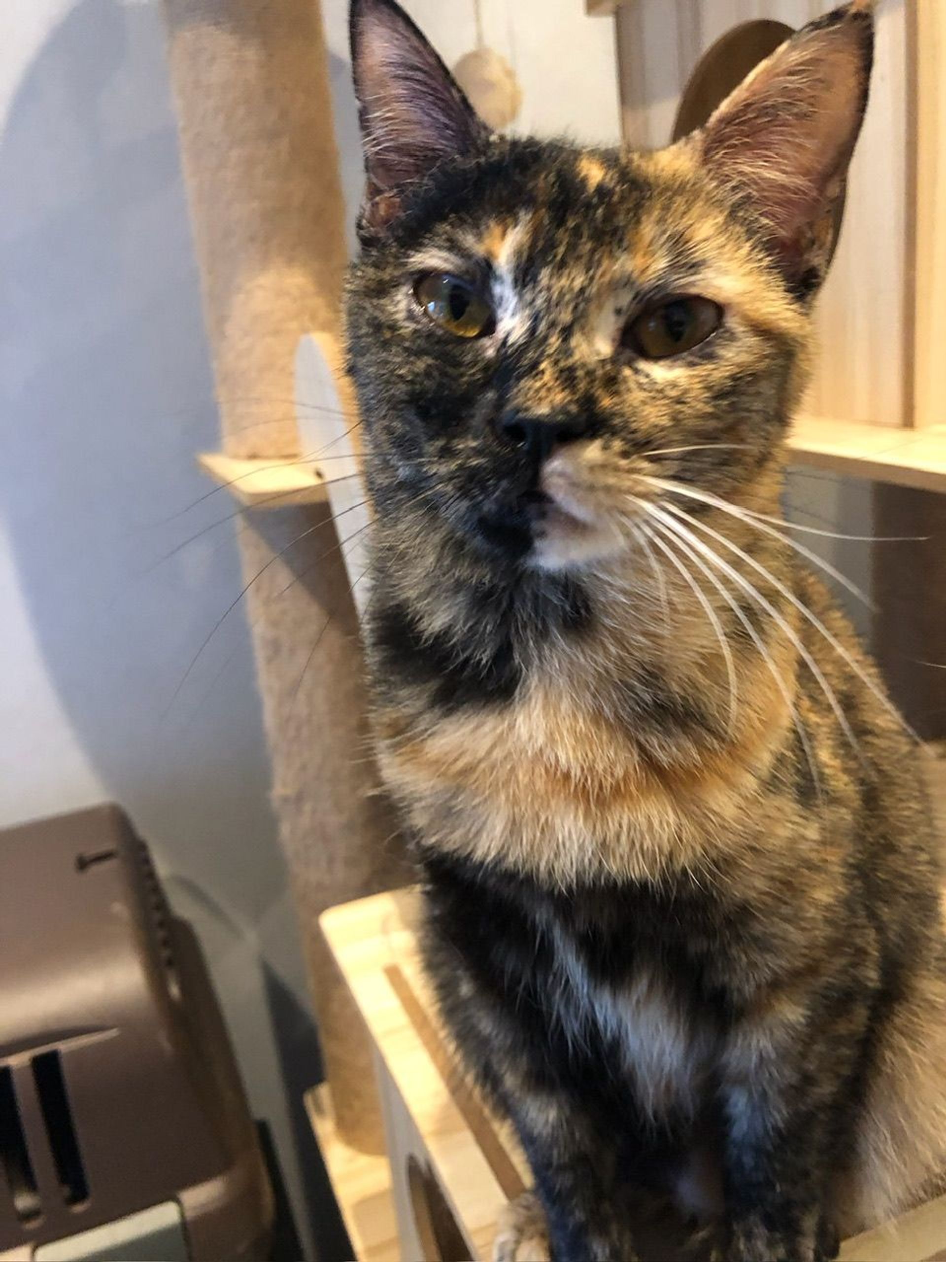雑種（ミックス猫）・メスの里親募集の写真