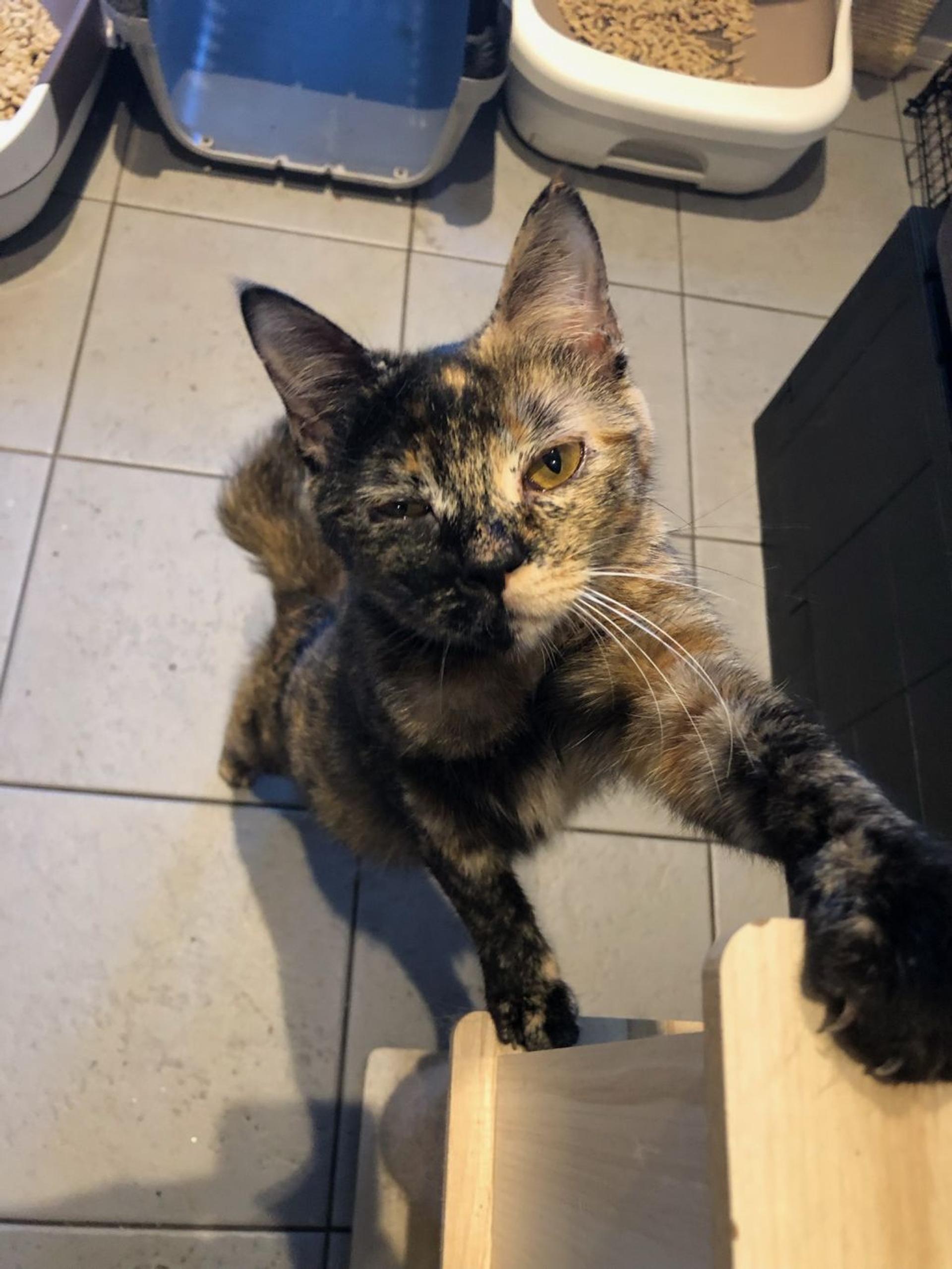 pet-image-2