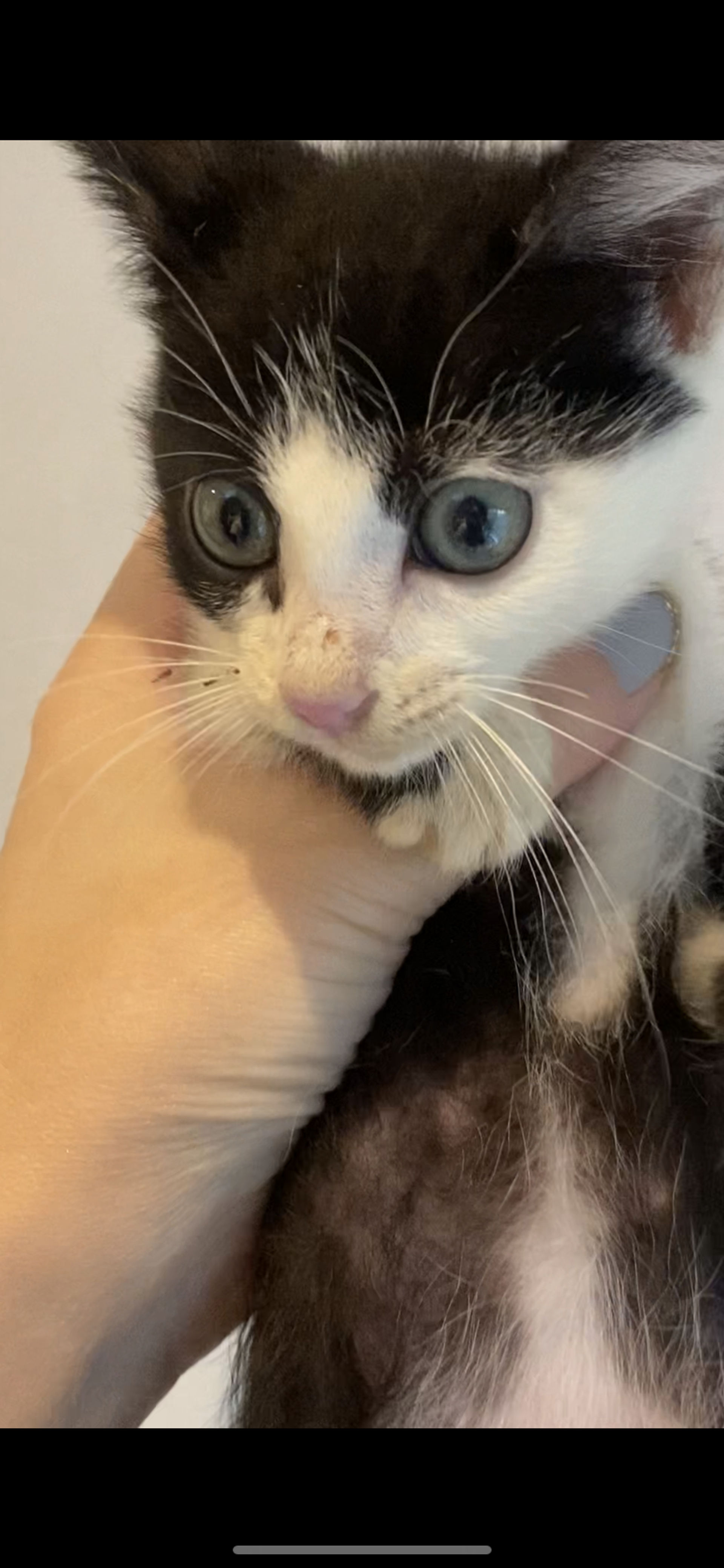 雑種（ミックス猫）・メスの里親募集の写真
