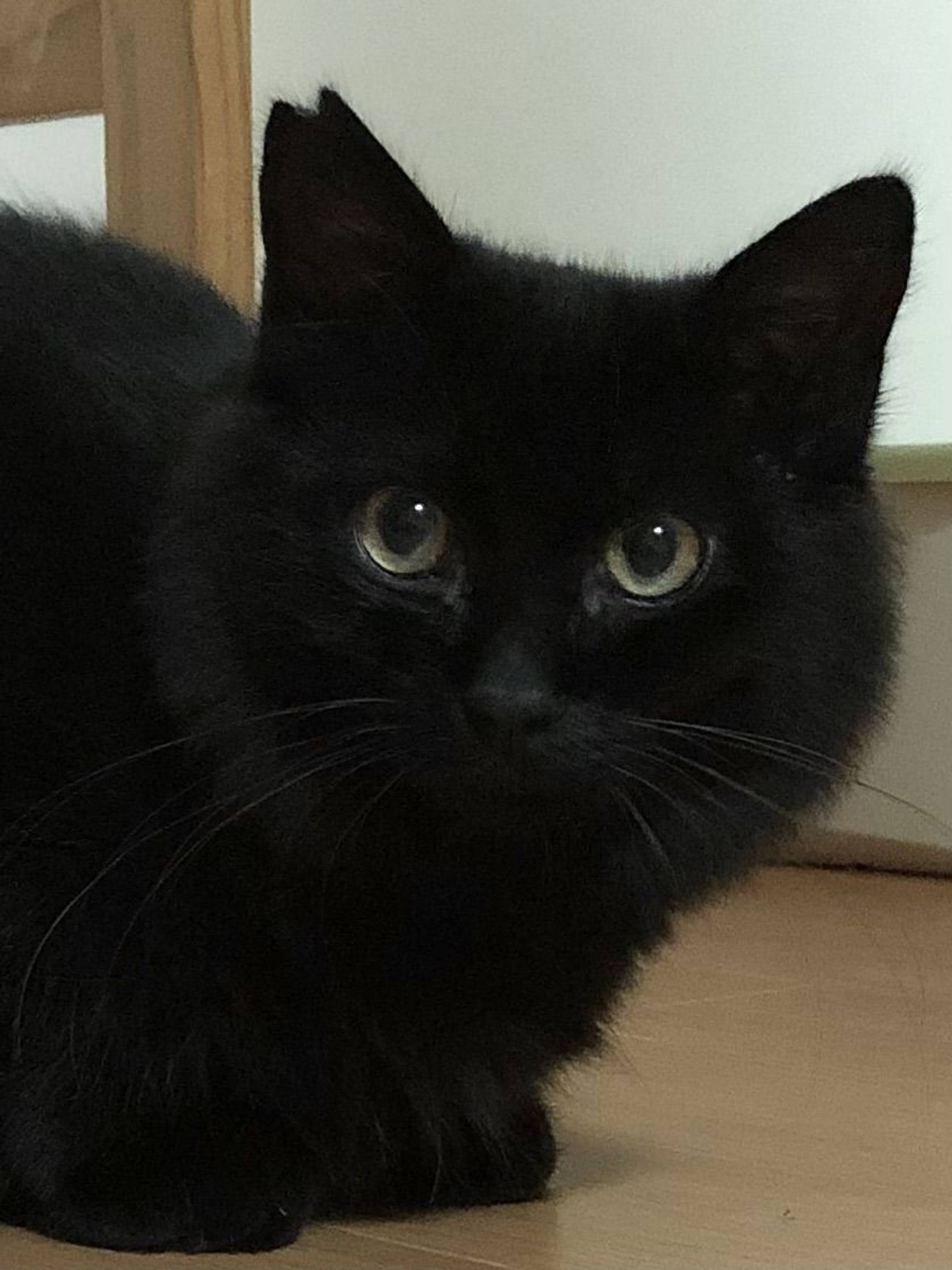 雑種（ミックス猫）・オスの里親募集の写真