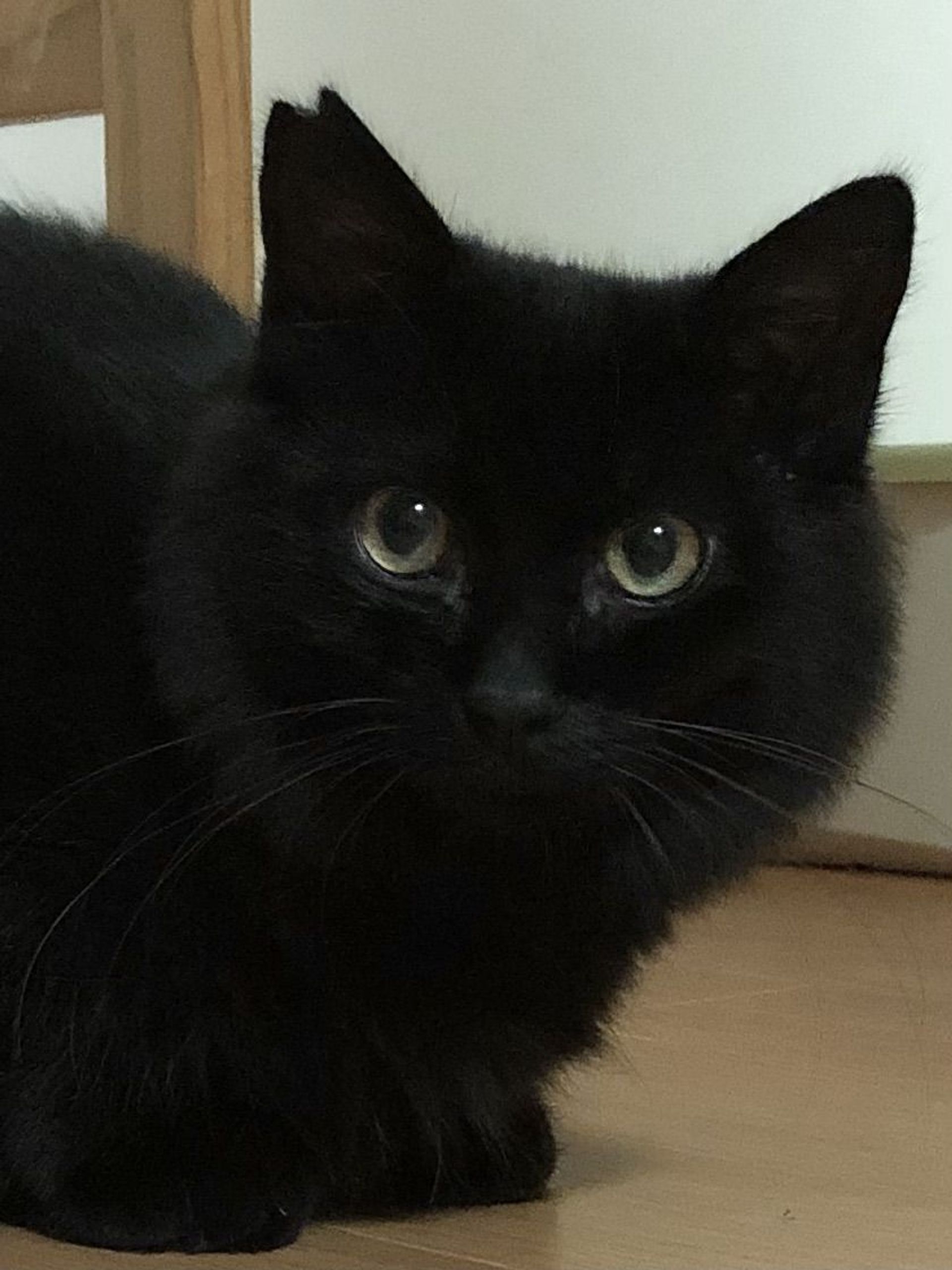 雑種（ミックス猫）・オスの里親募集の写真