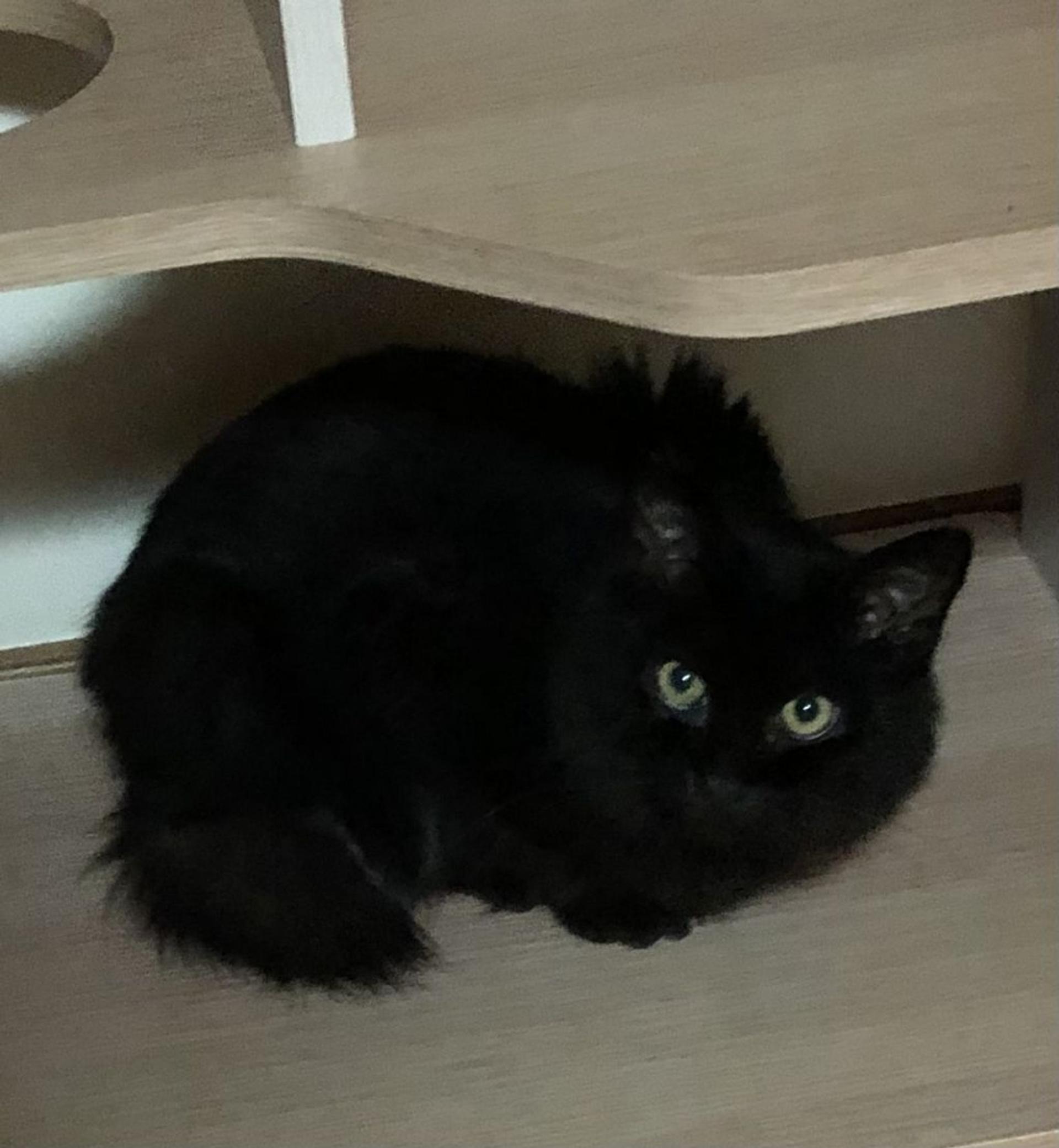 pet-image-3