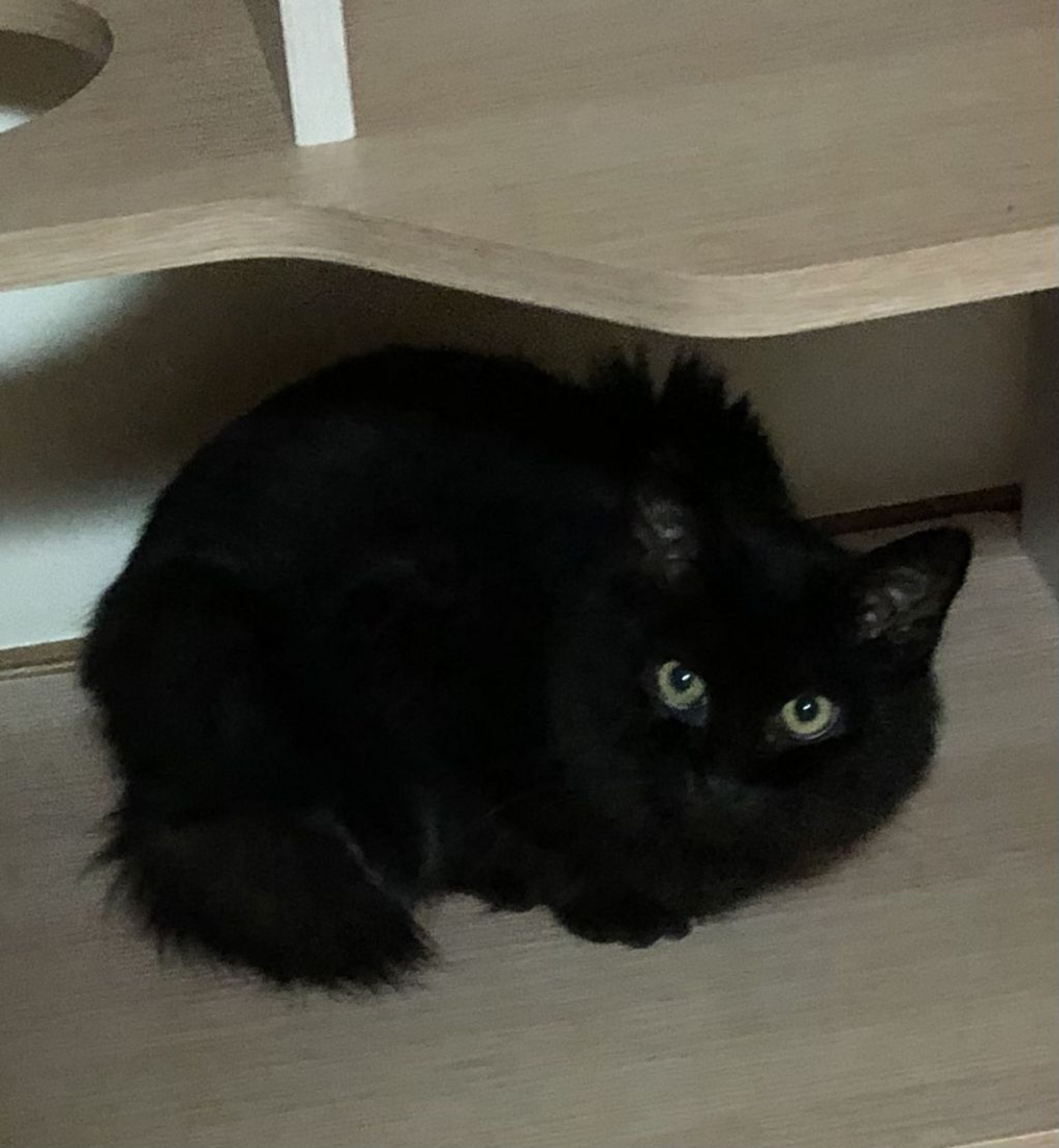 pet-image-3