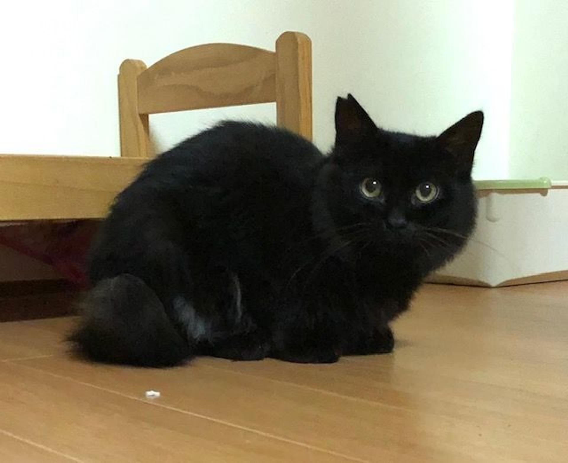 pet-image-4
