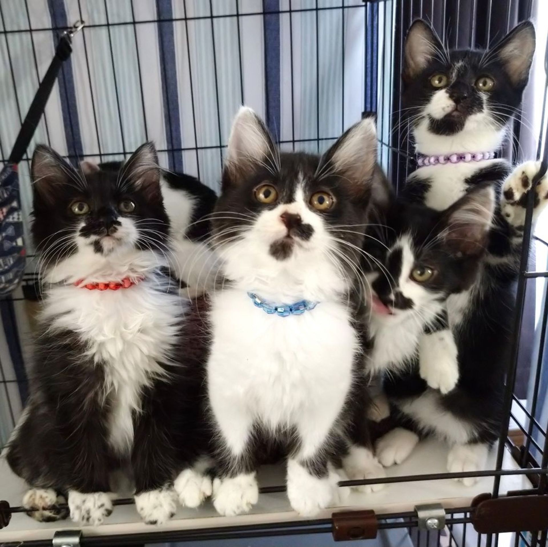 雑種（ミックス猫）・オスの里親募集の写真