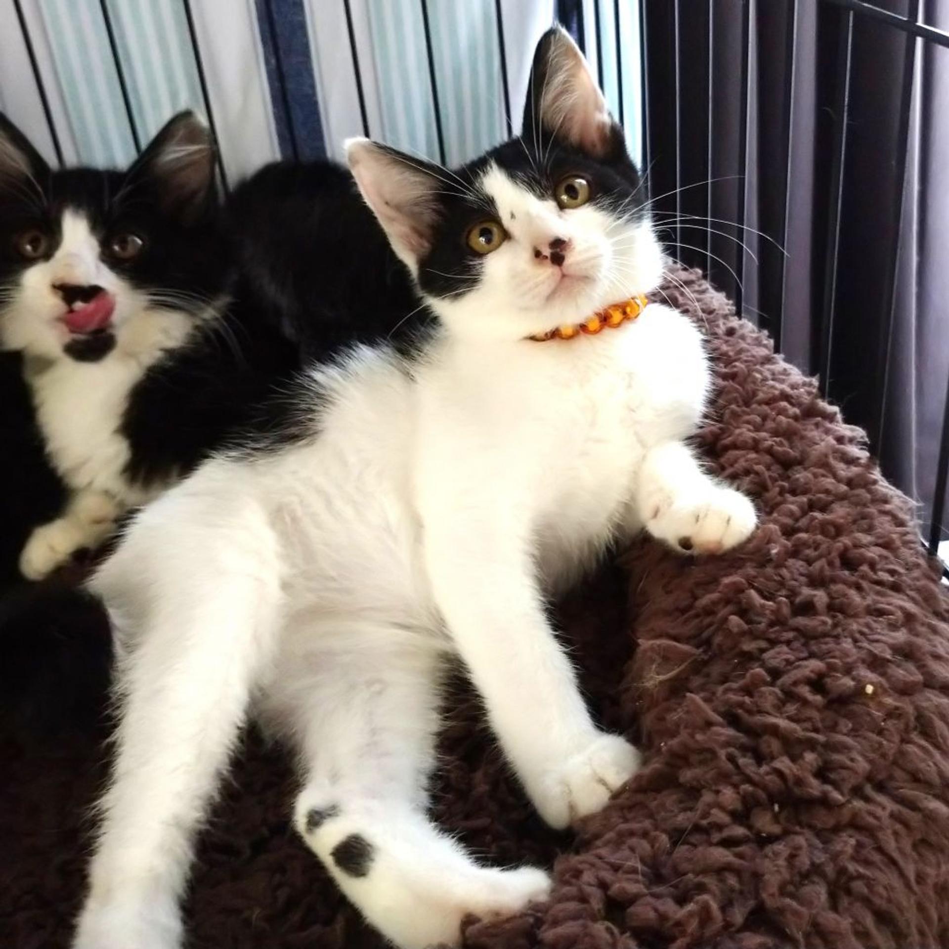 pet-image-9