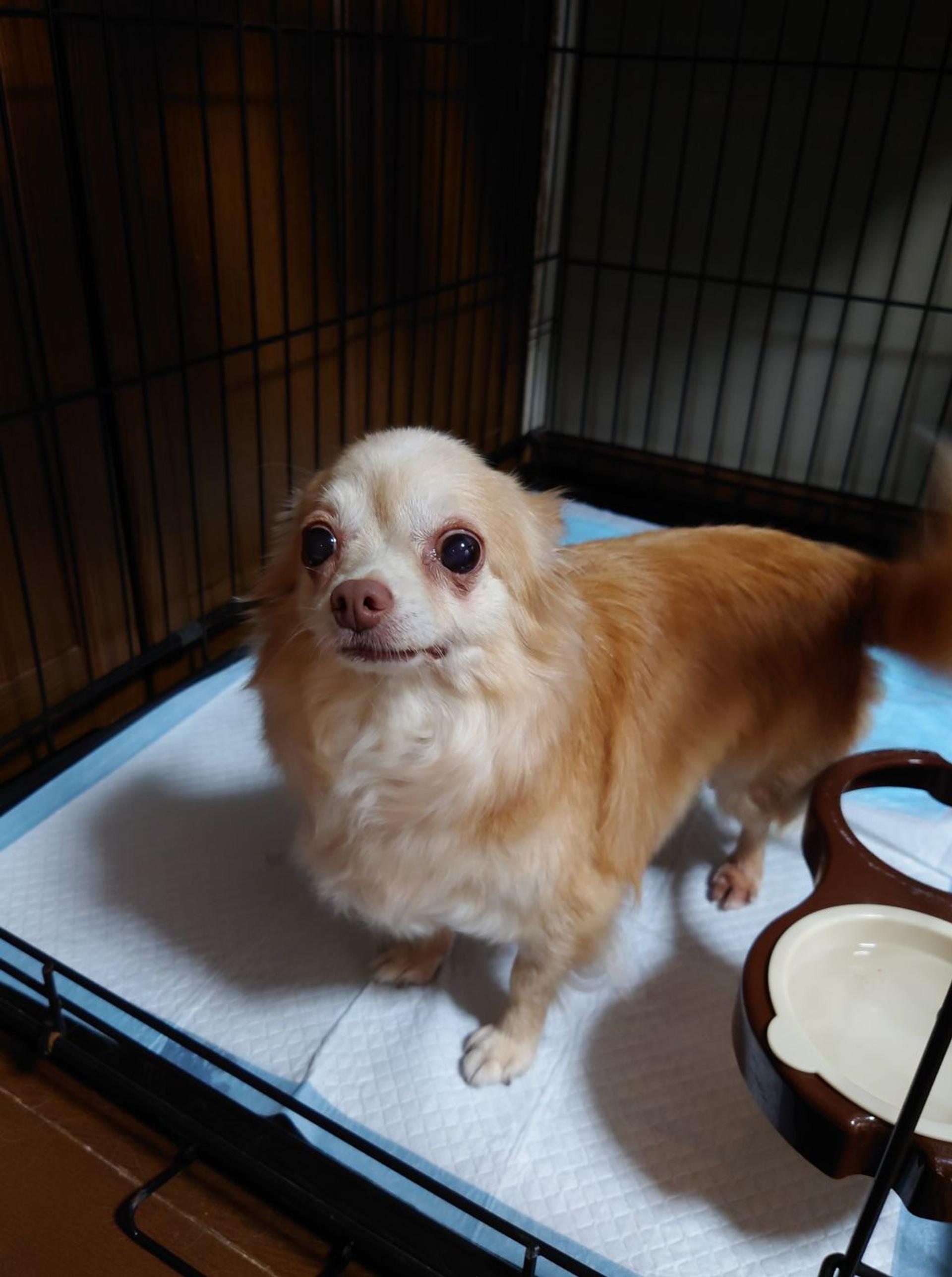 pet-image-2
