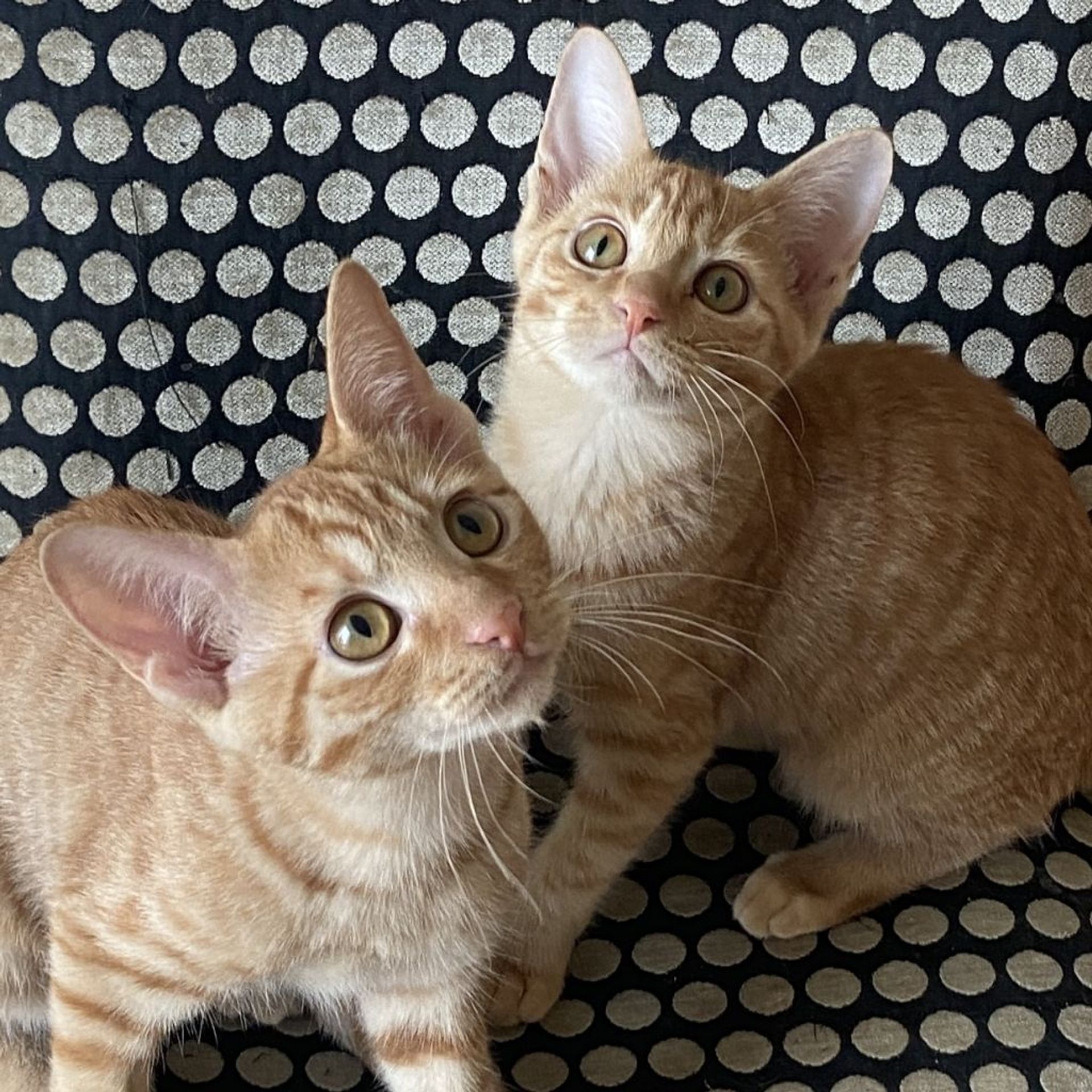 雑種（ミックス猫）・オスの里親募集の写真