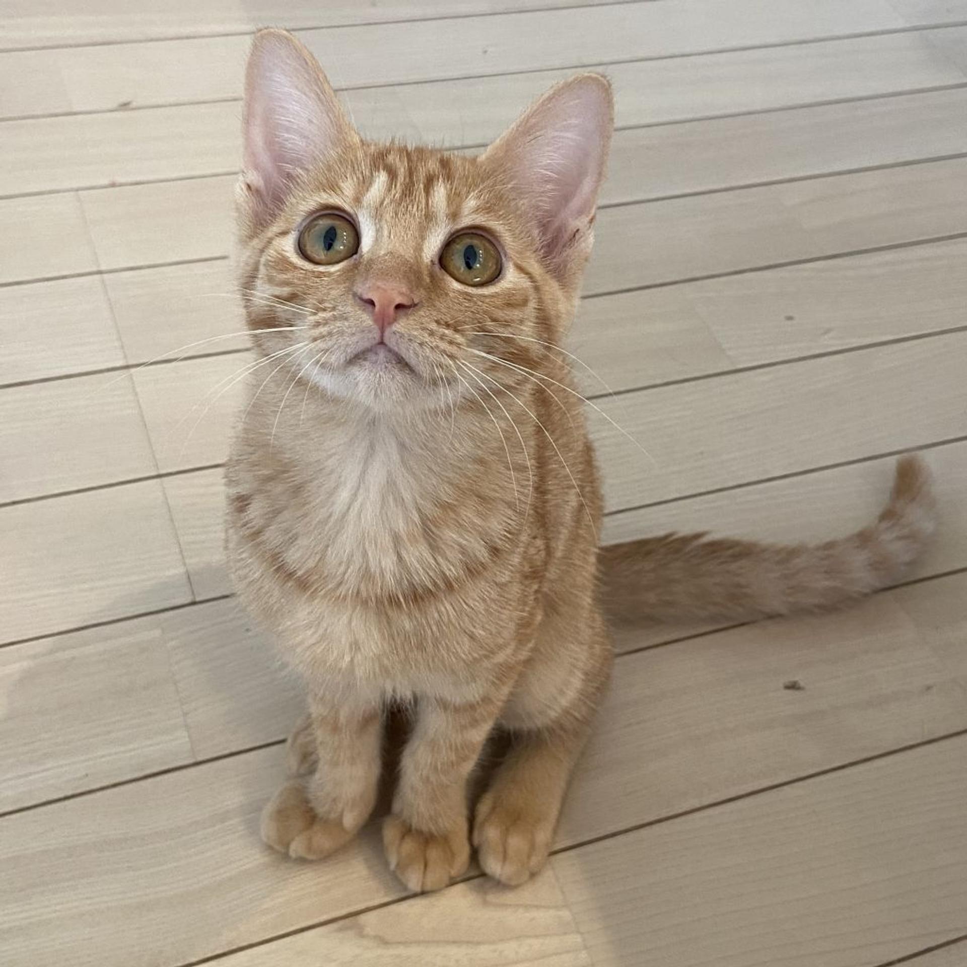 pet-image-3