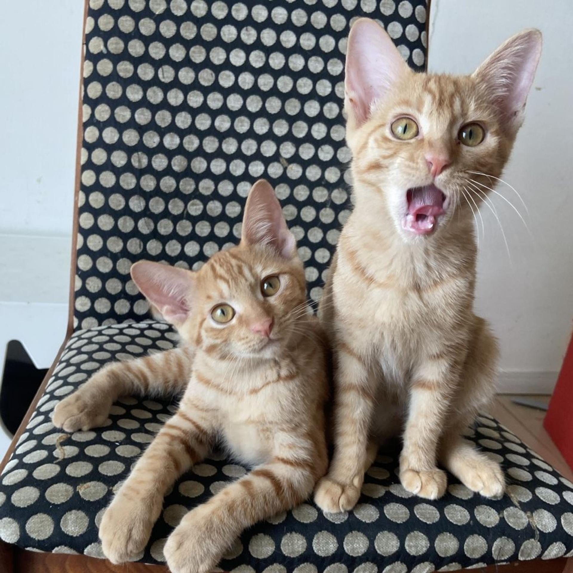 pet-image-8