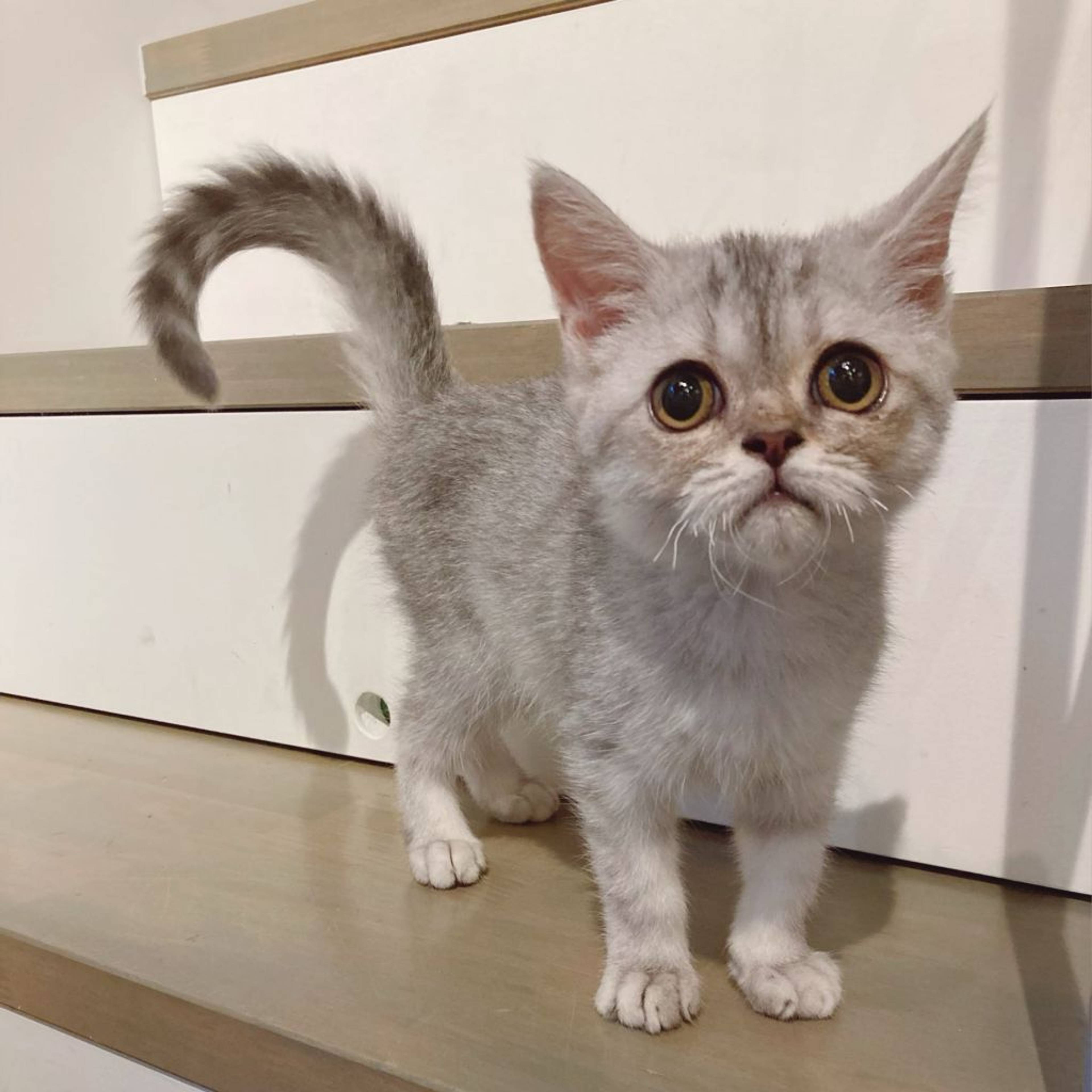 雑種（ミックス猫）・オスの里親募集の写真
