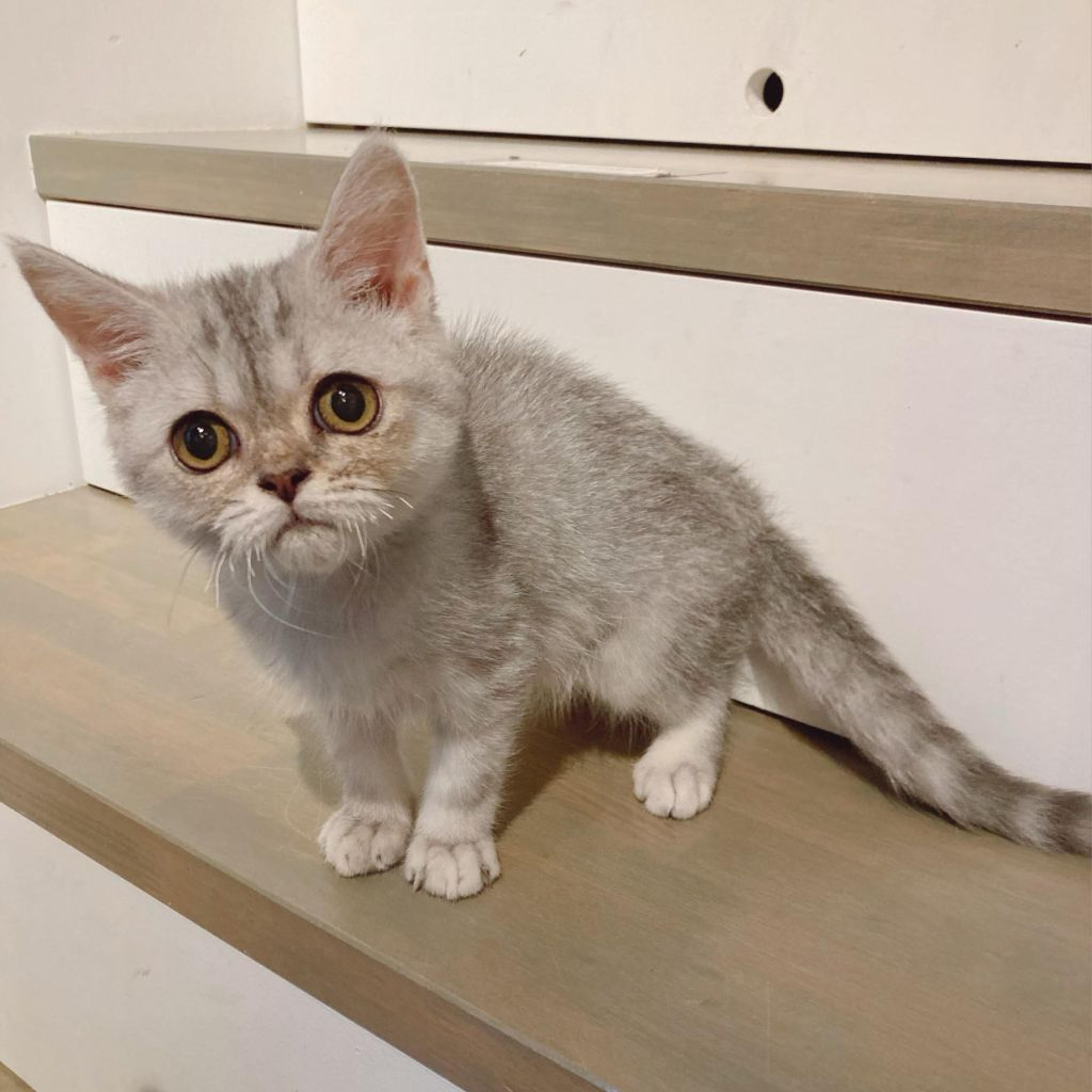 pet-image-2