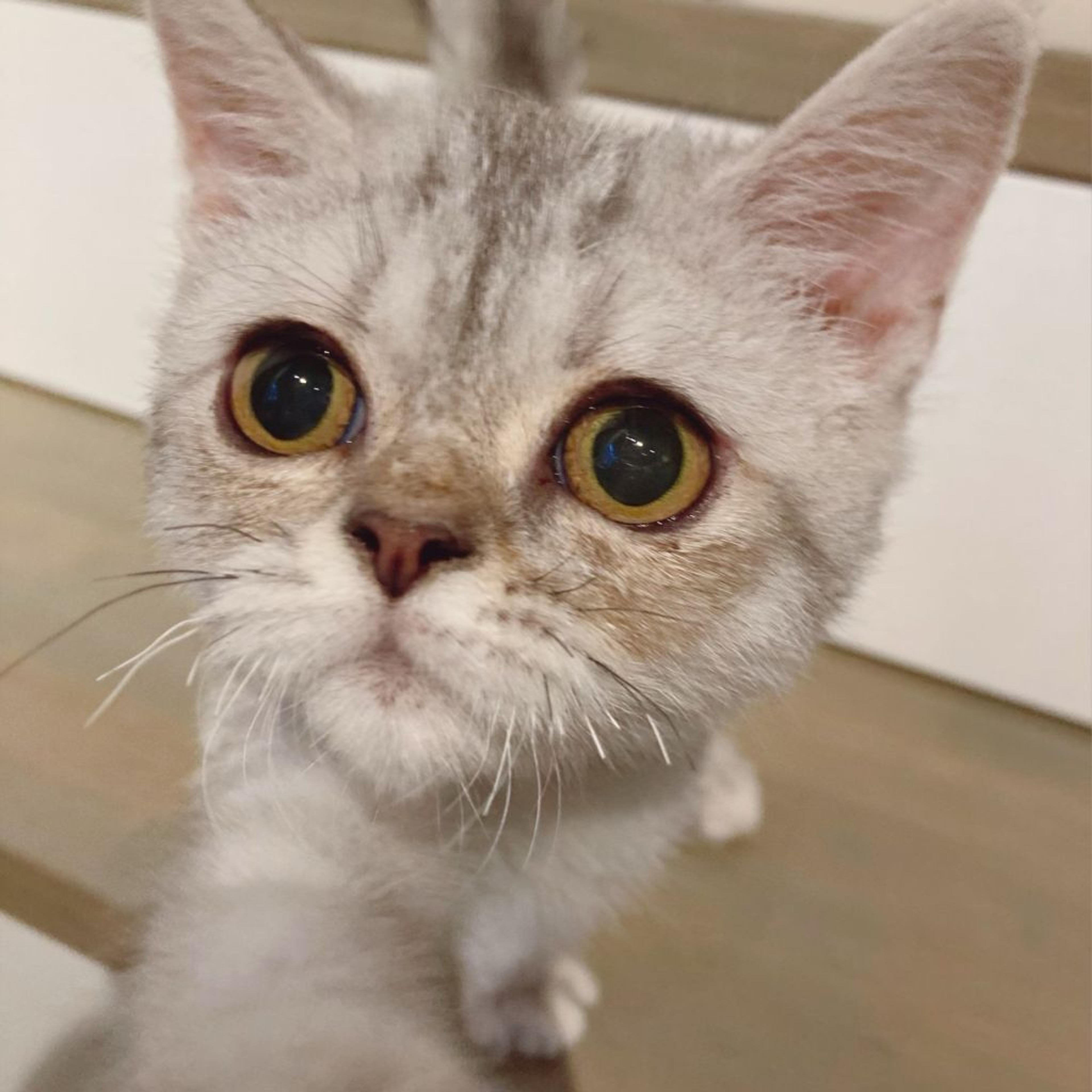 pet-image-3