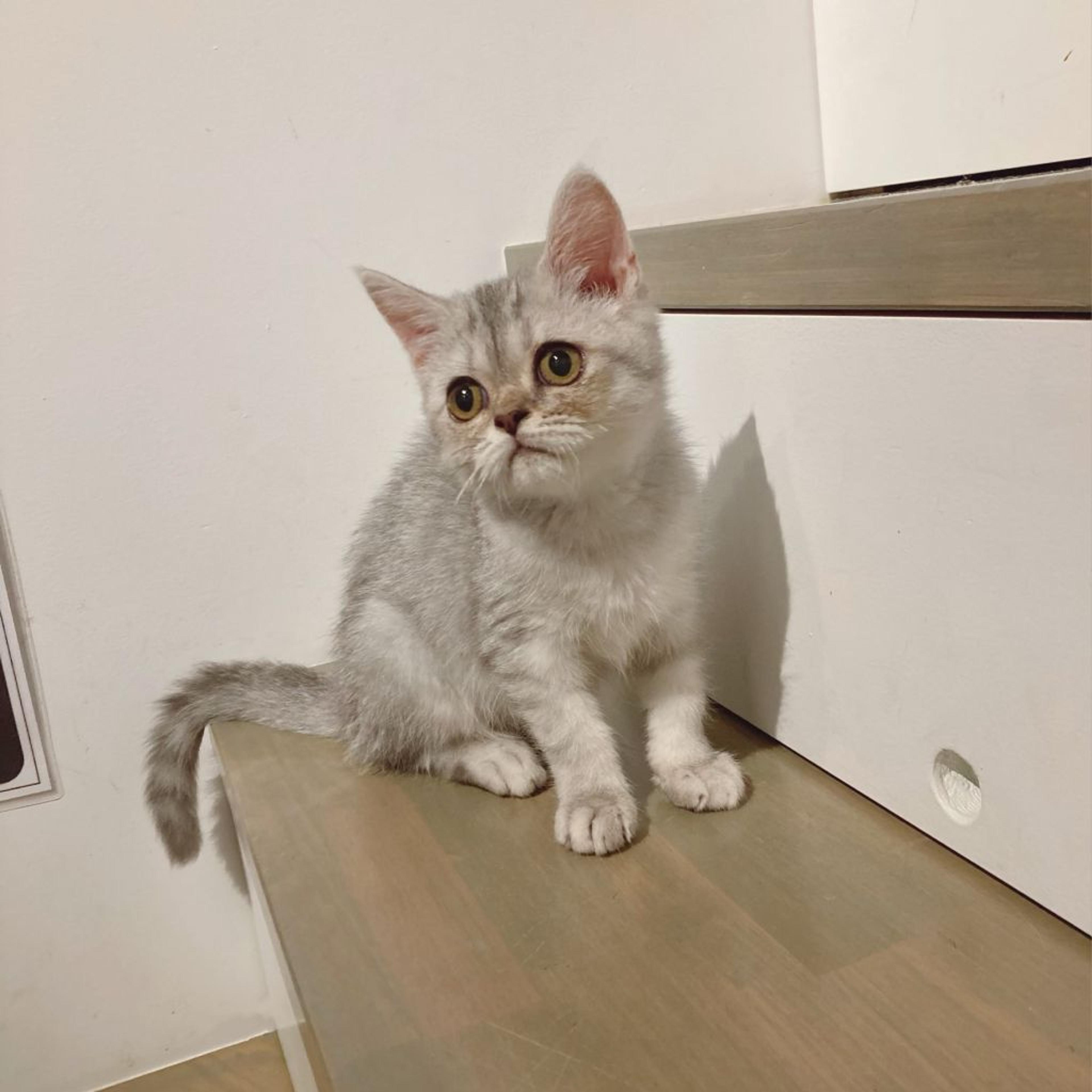 pet-image-4