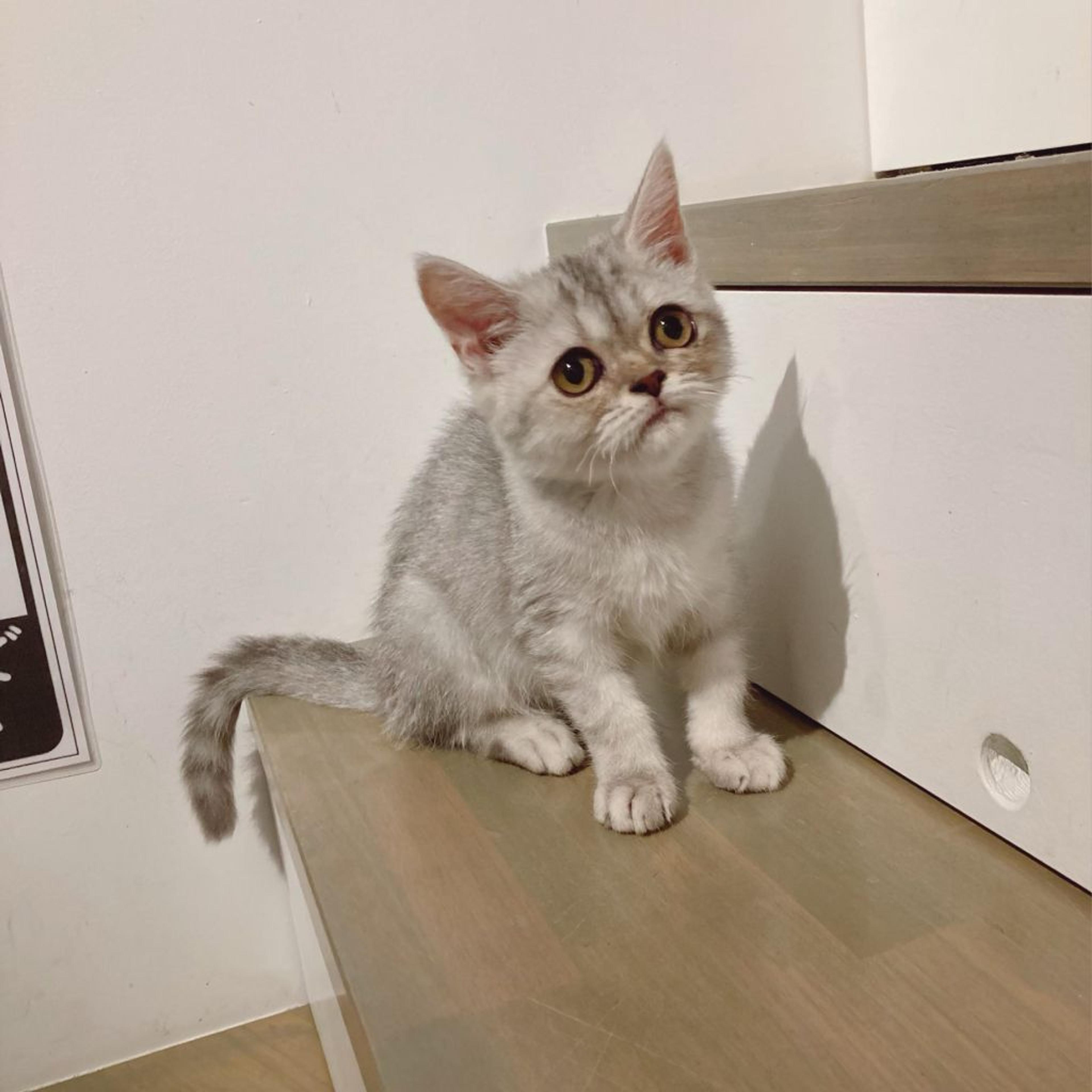 pet-image-5