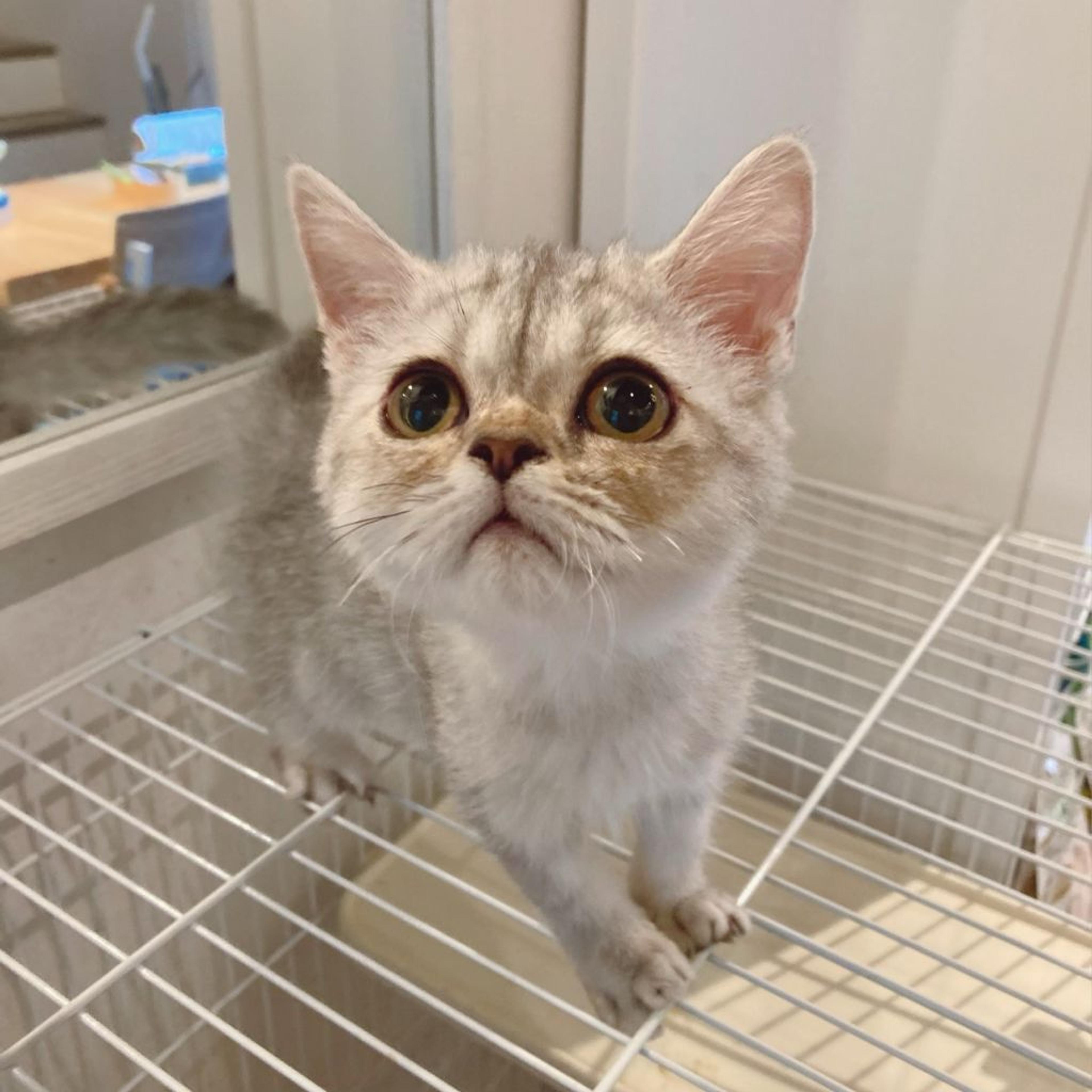 pet-image-6