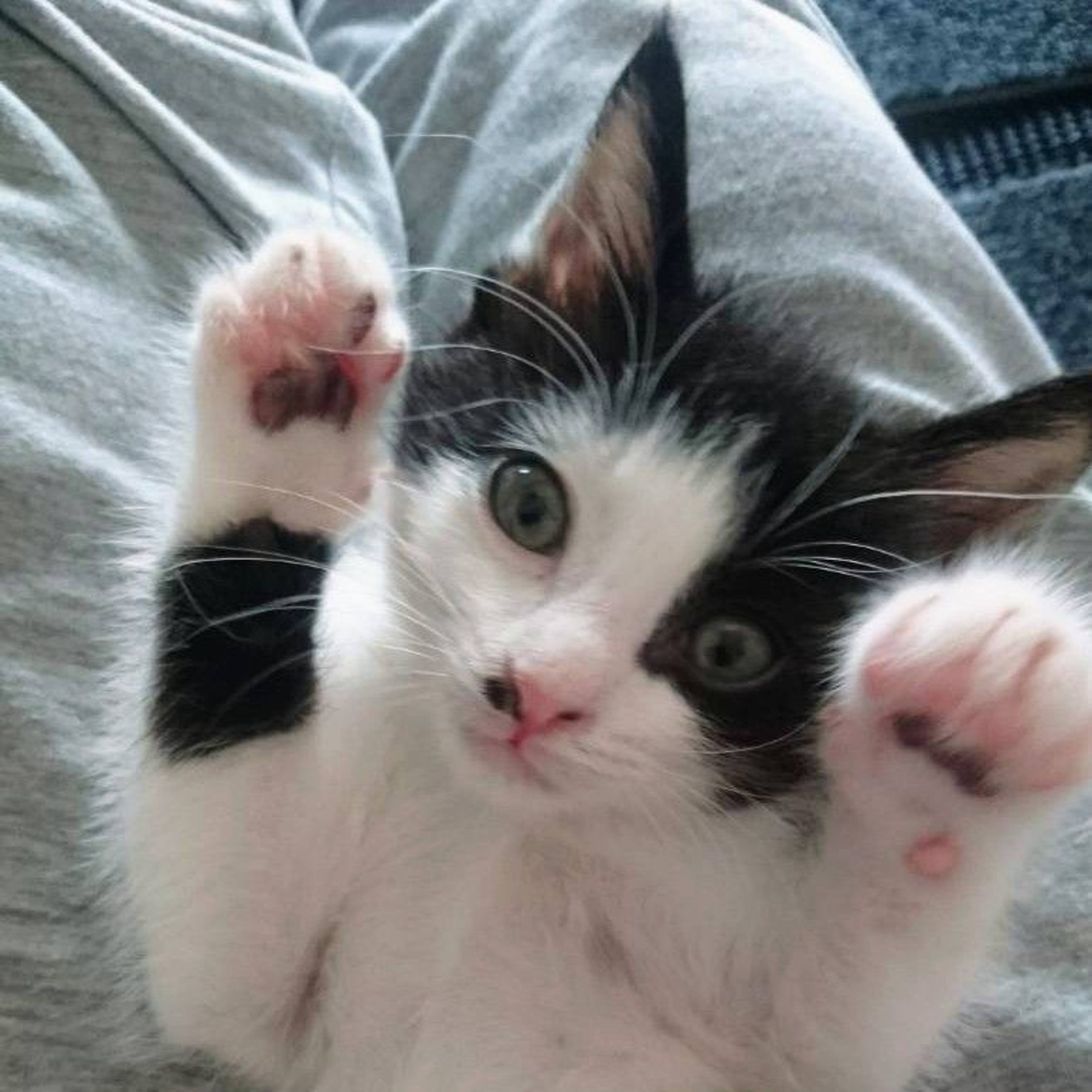 雑種（ミックス猫）・オスの里親募集の写真