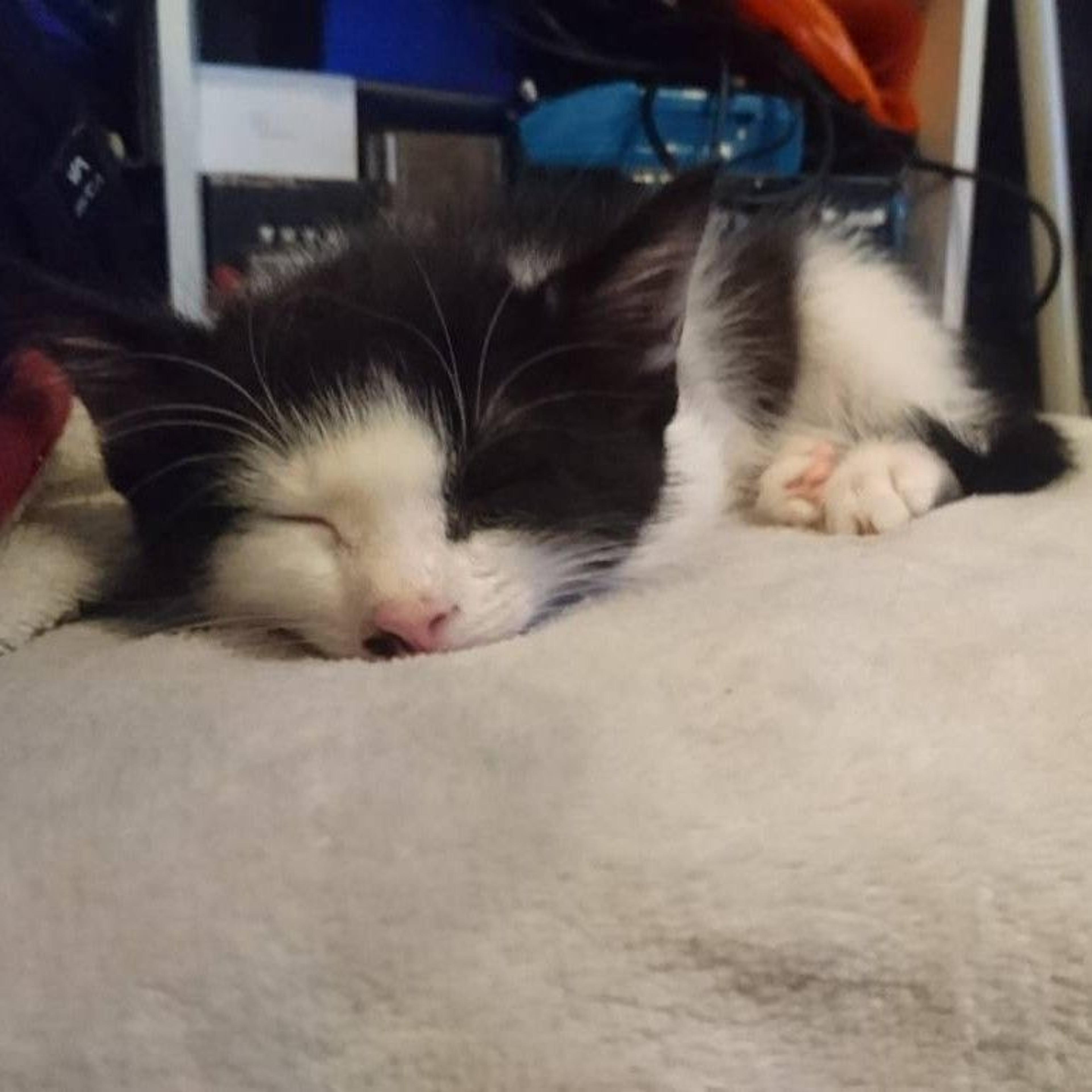 pet-image-3