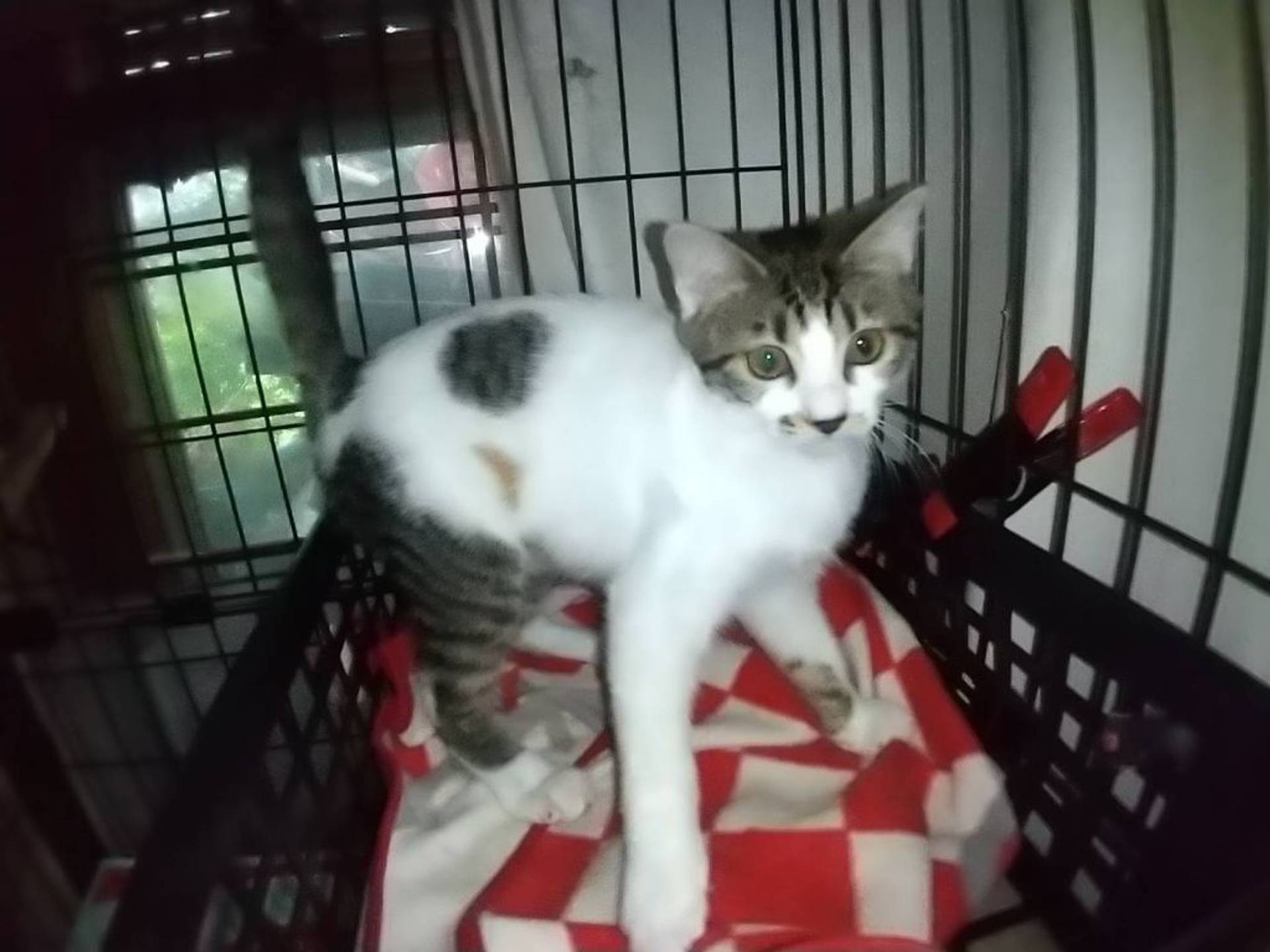 雑種（ミックス猫）・メスの里親募集の写真