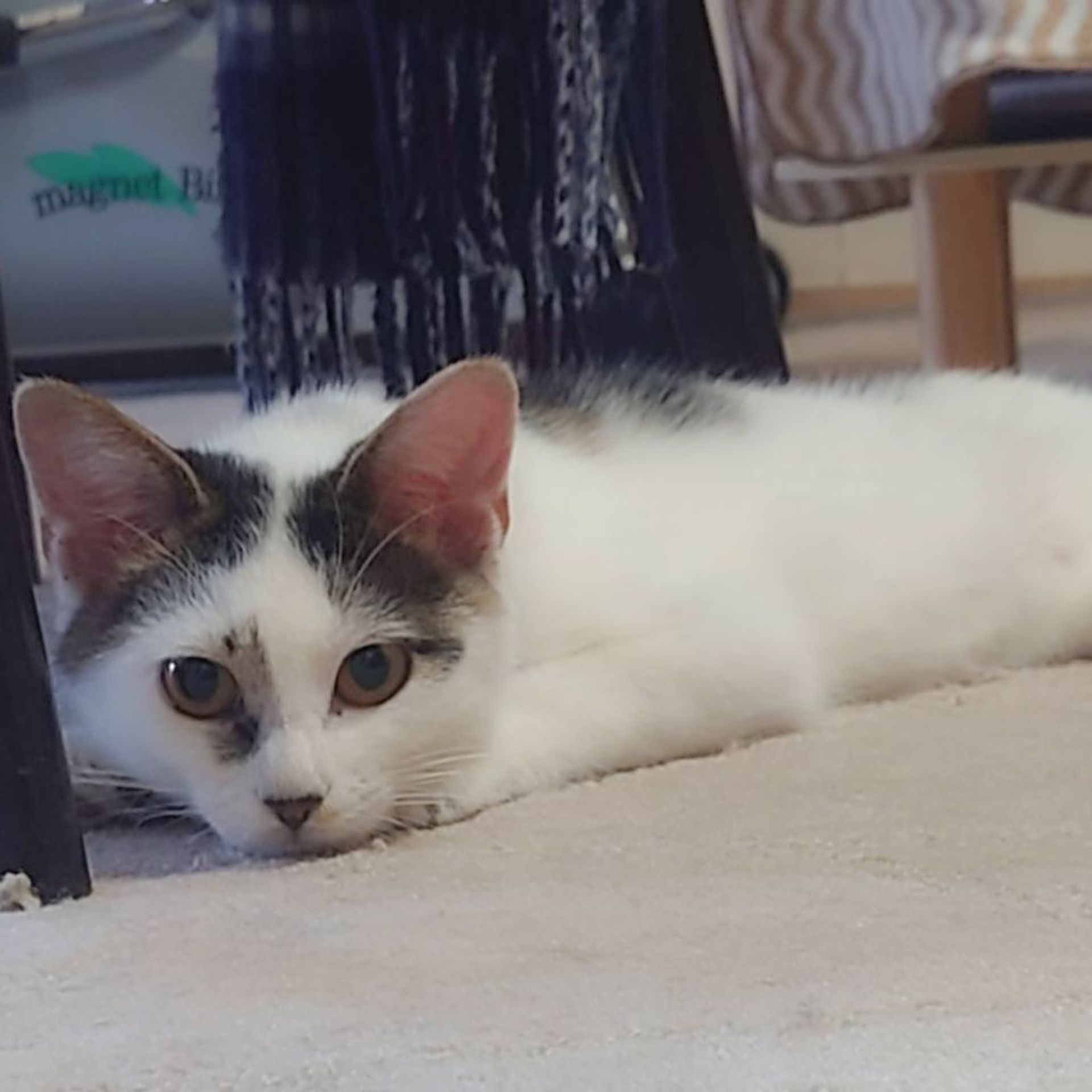 雑種（ミックス猫）・オスの里親募集の写真