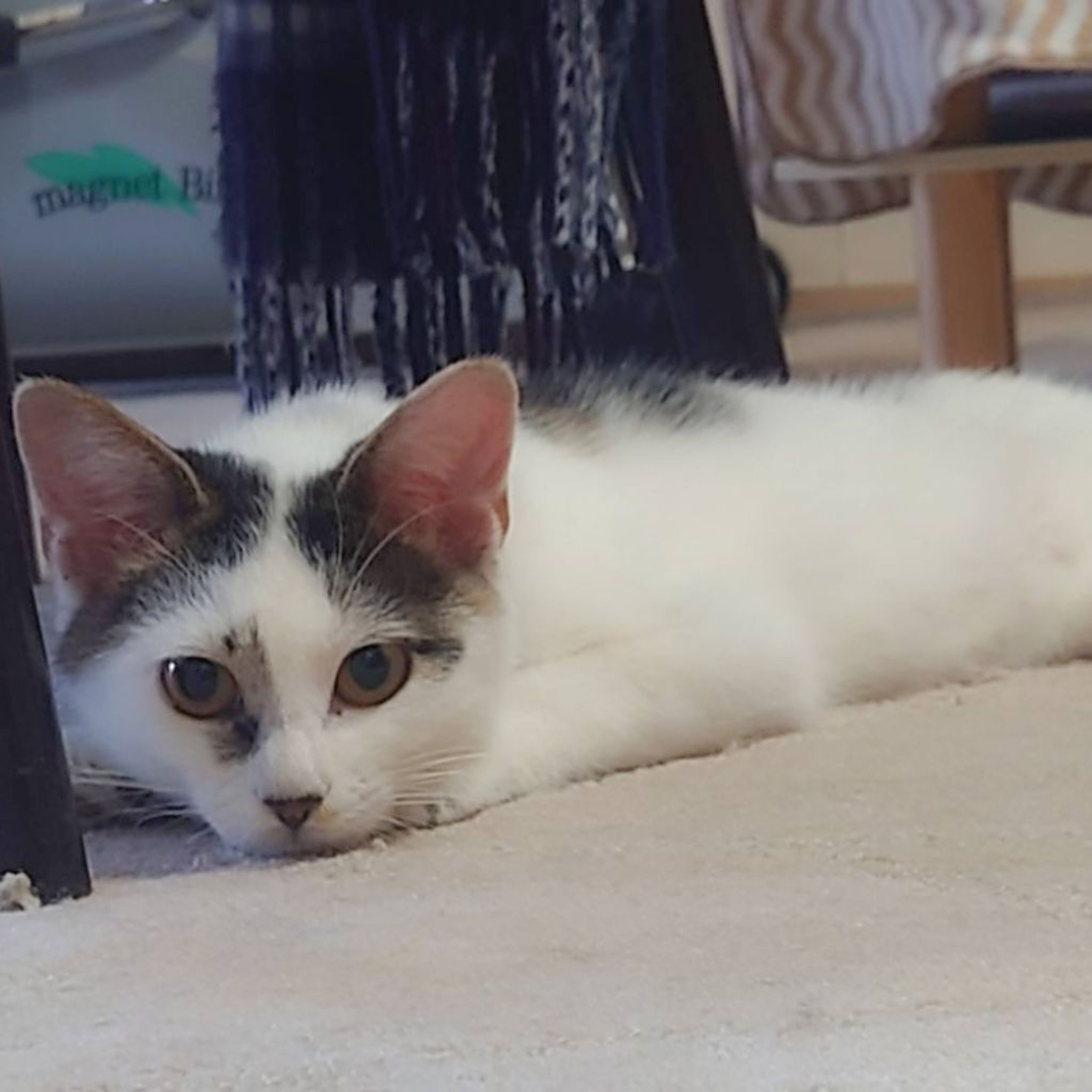 雑種（ミックス猫）・オスの里親募集の写真