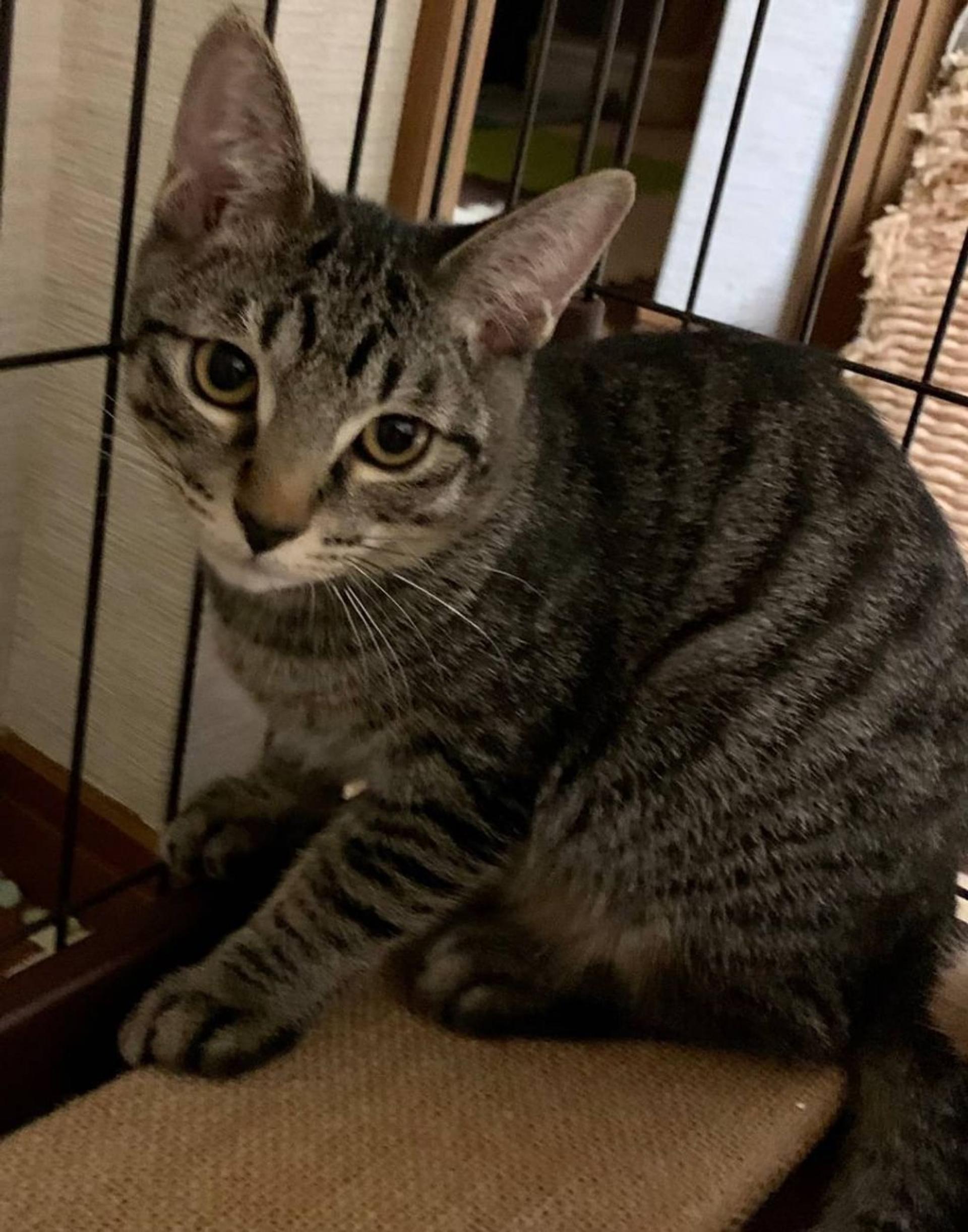 pet-image-5