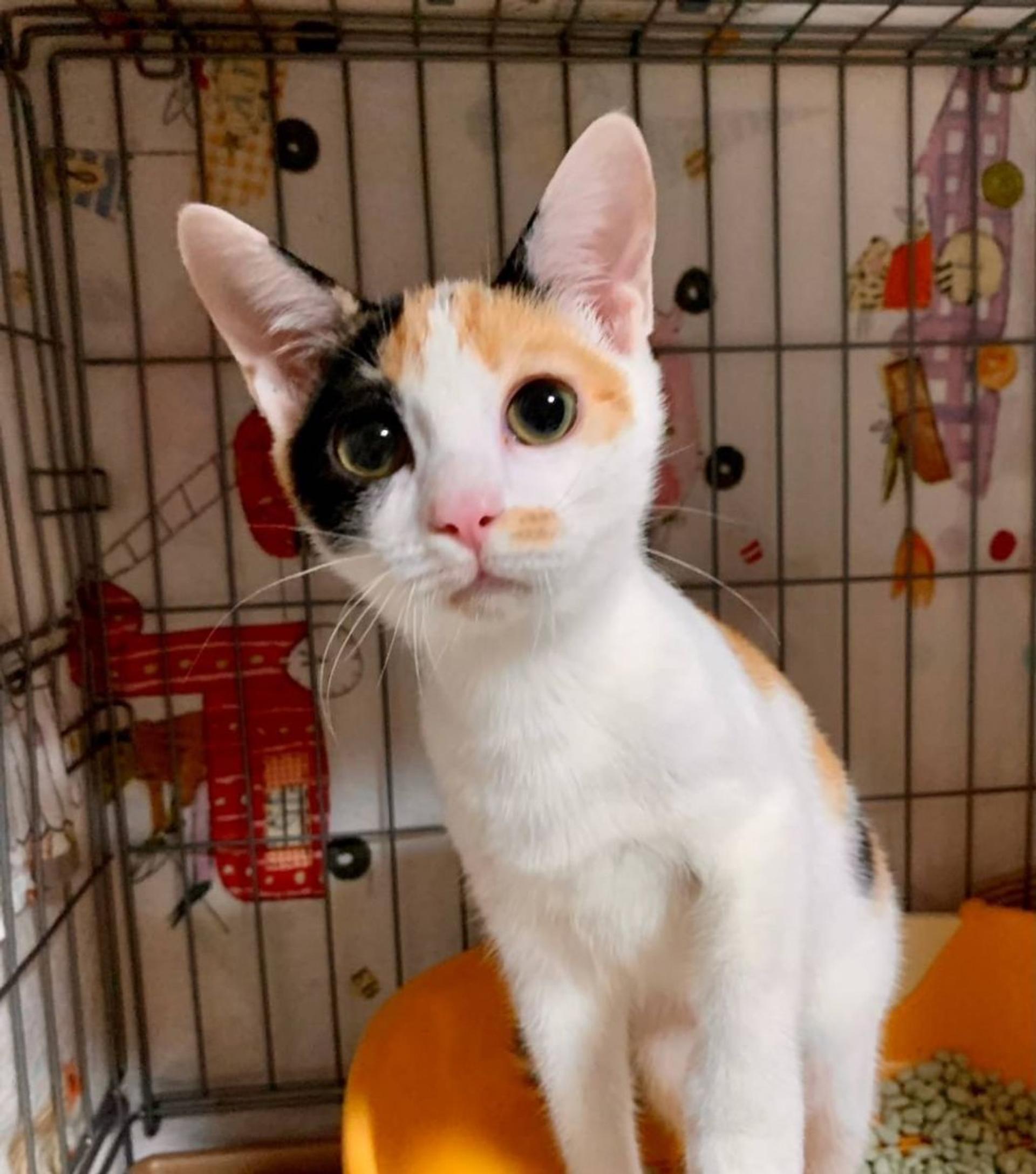pet-image-4
