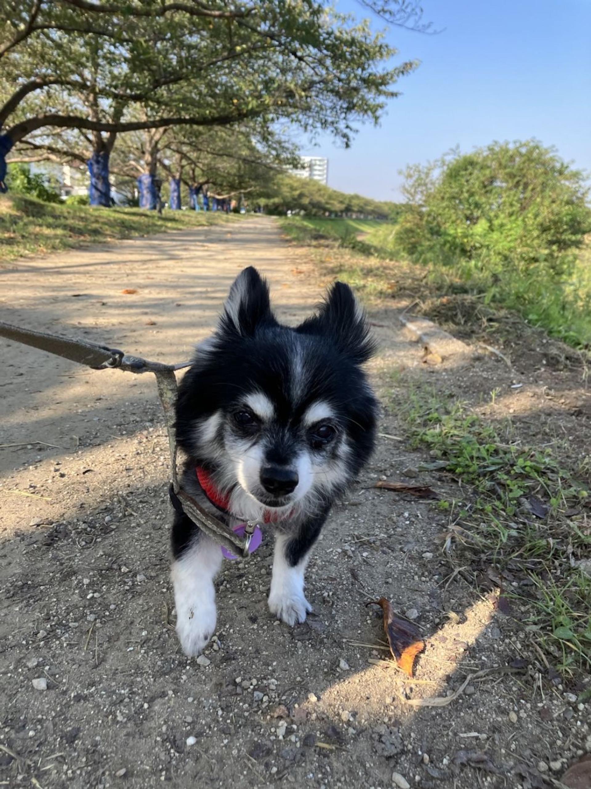 pet-image-2