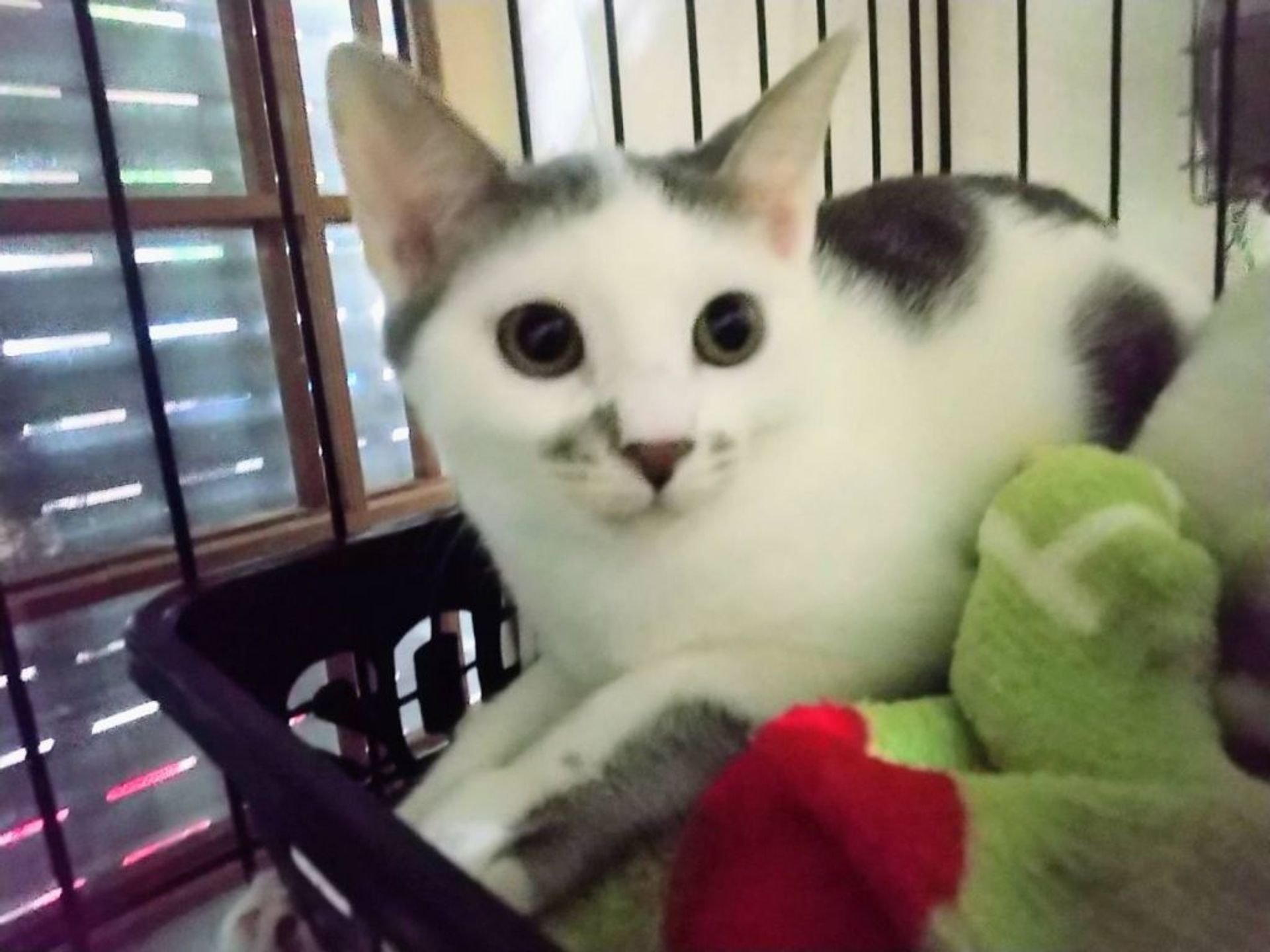 雑種（ミックス猫）・オスの里親募集の写真