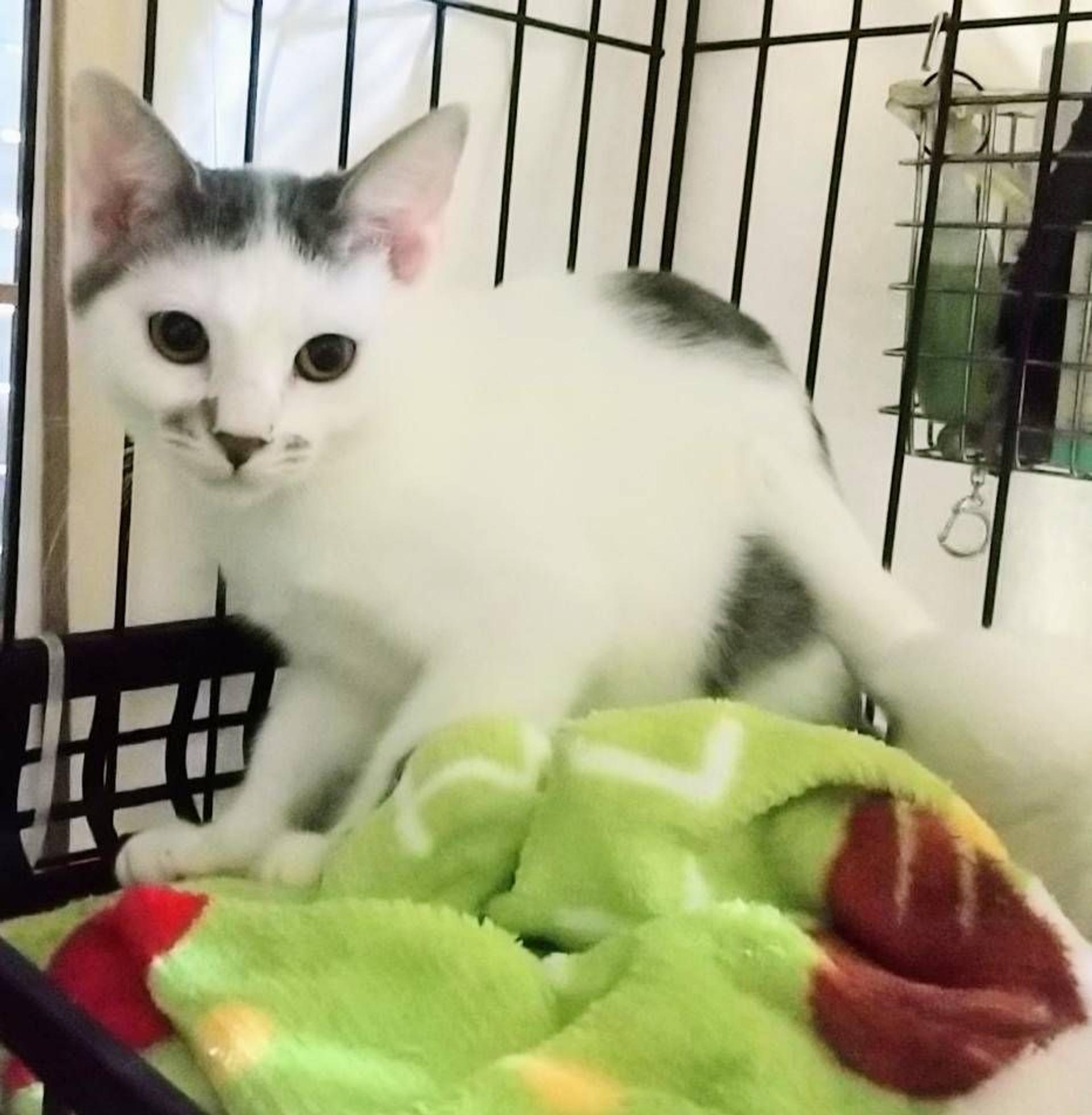 pet-image-3